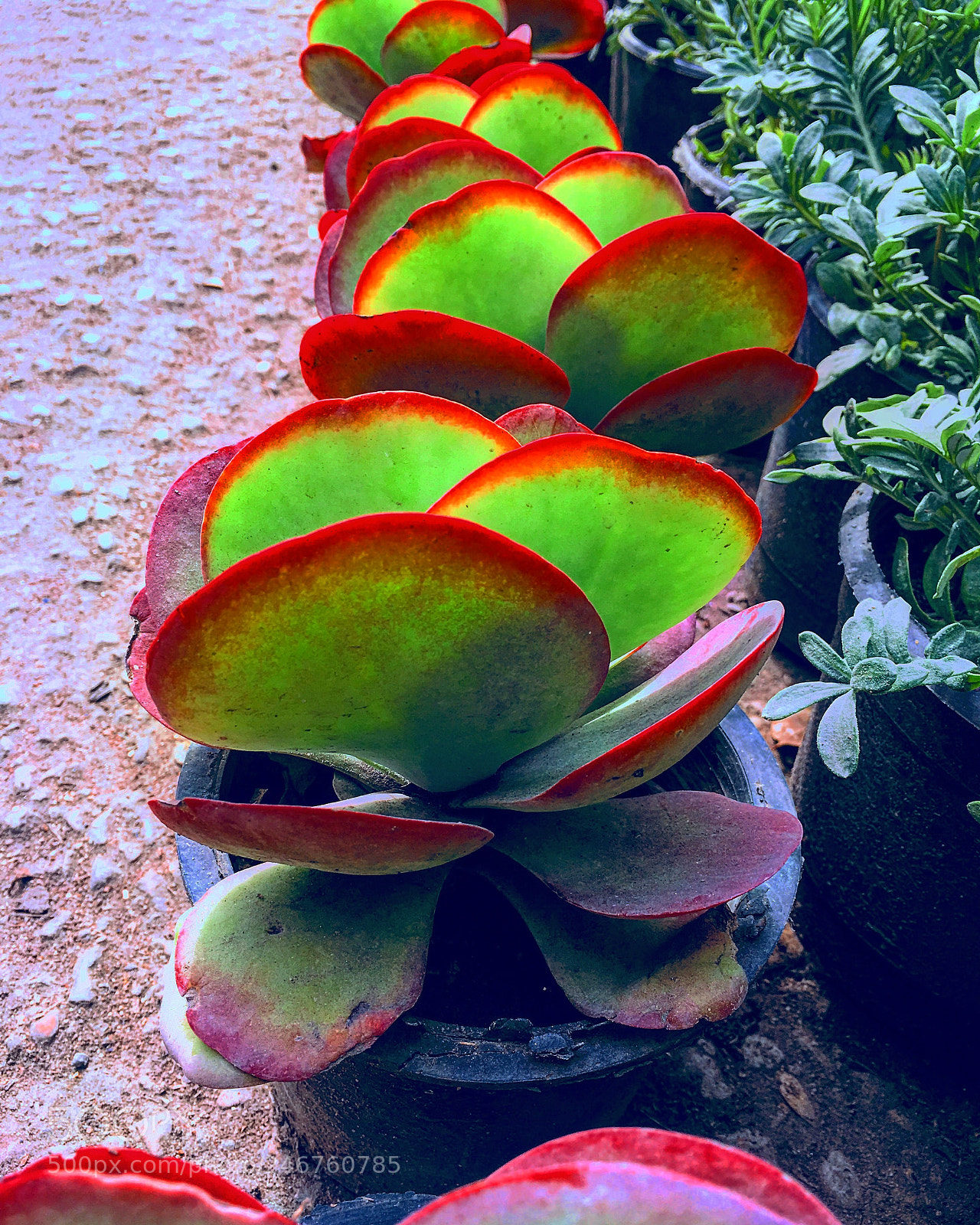 Apple iPhone 6s Plus sample photo. Untitled photography