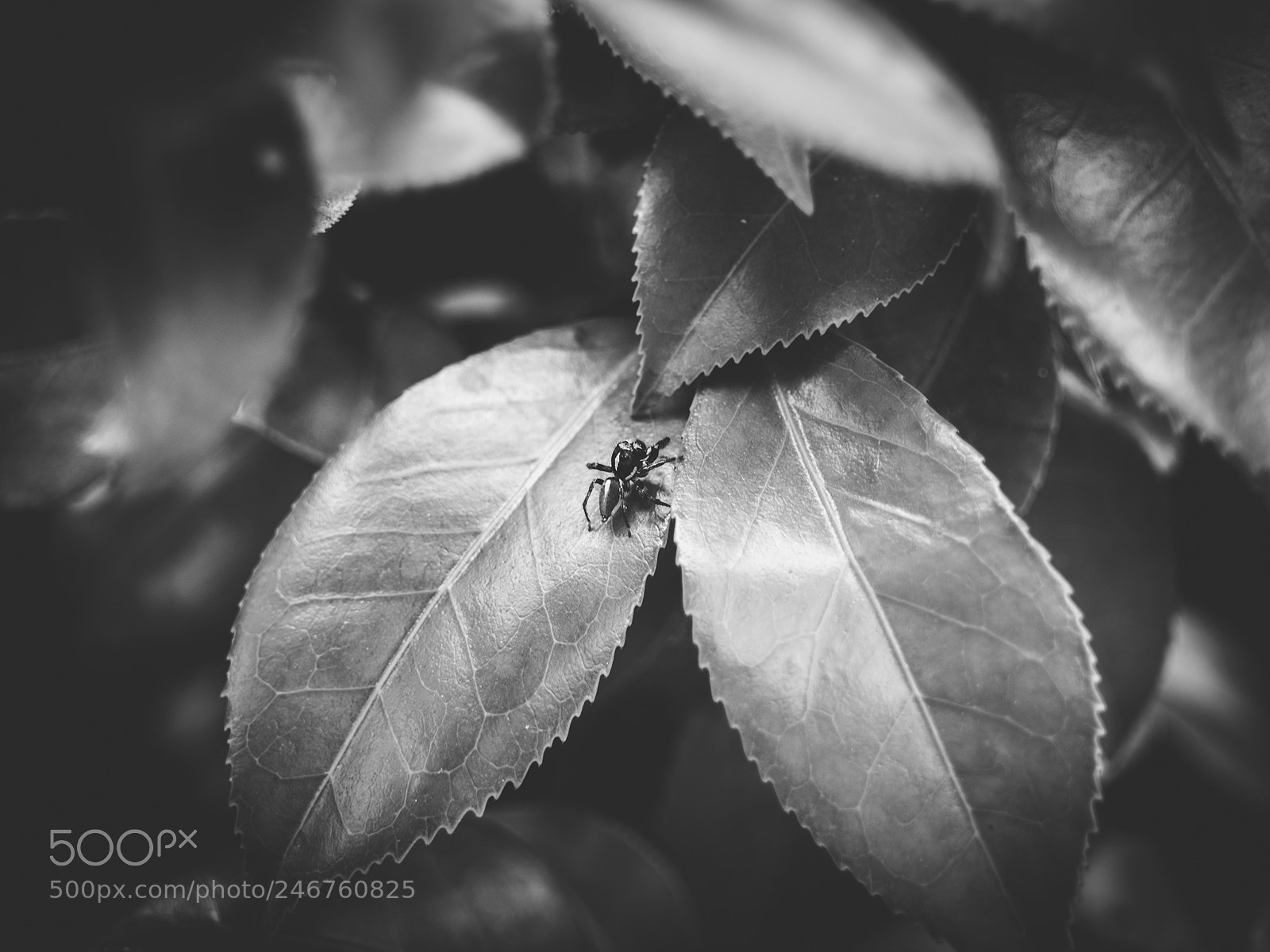 Olympus OM-D E-M10 II sample photo. Living in the leaves. photography