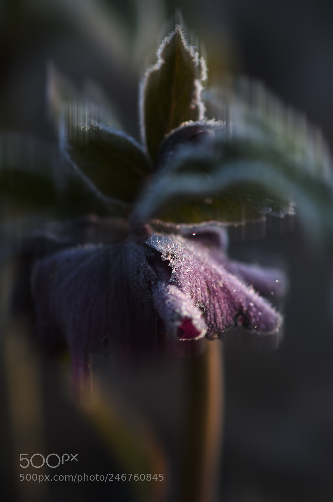 Nikon D300 sample photo. Frozen serie photography