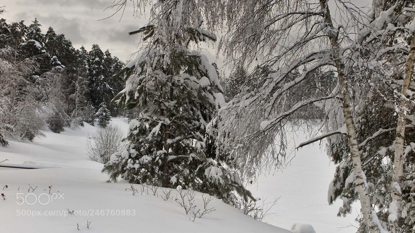Canon PowerShot G1 X Mark II sample photo. Winter wonderland. photography