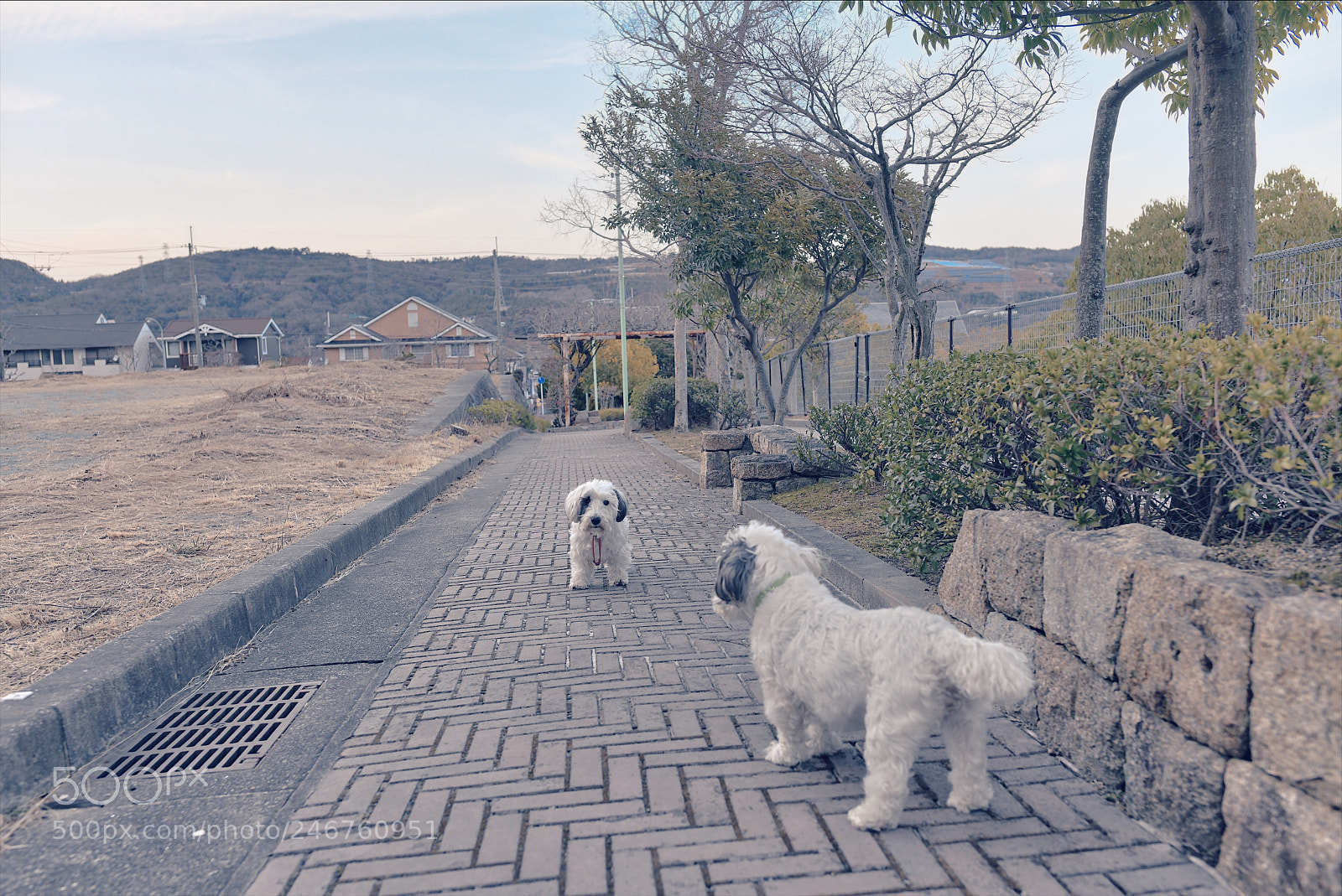 Nikon D850 sample photo. Untitled photography