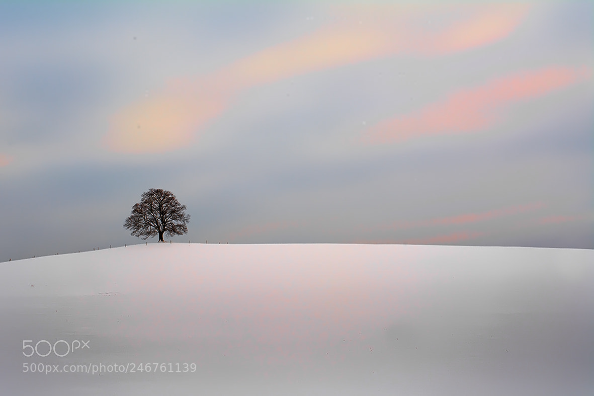 Nikon D5200 sample photo. Maple in winter photography