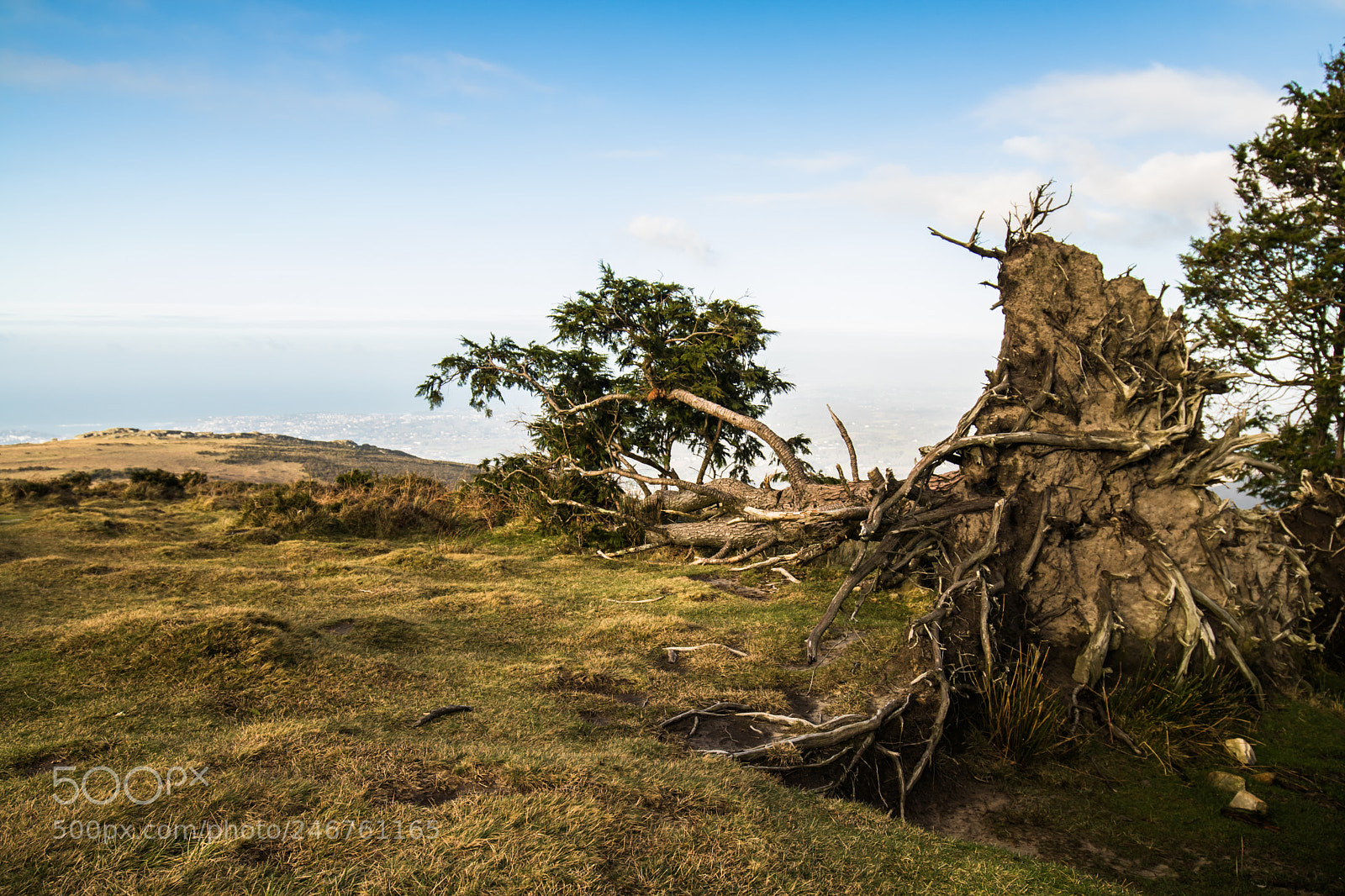 Canon EOS 760D (EOS Rebel T6s / EOS 8000D) sample photo. Uprooted tree photography
