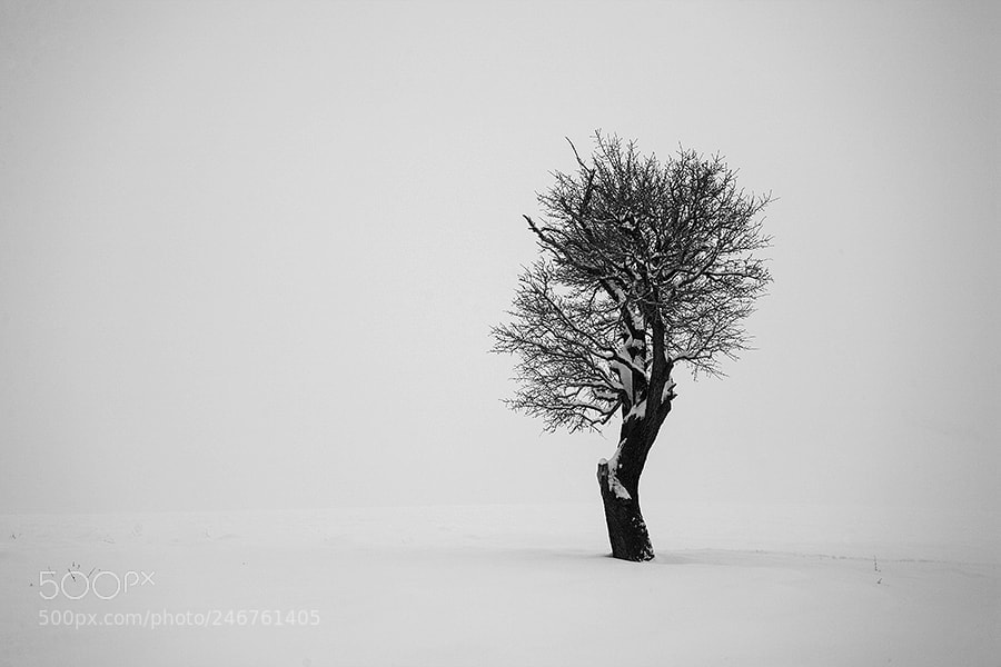 Canon EOS 5D sample photo. From "the tree collection" photography