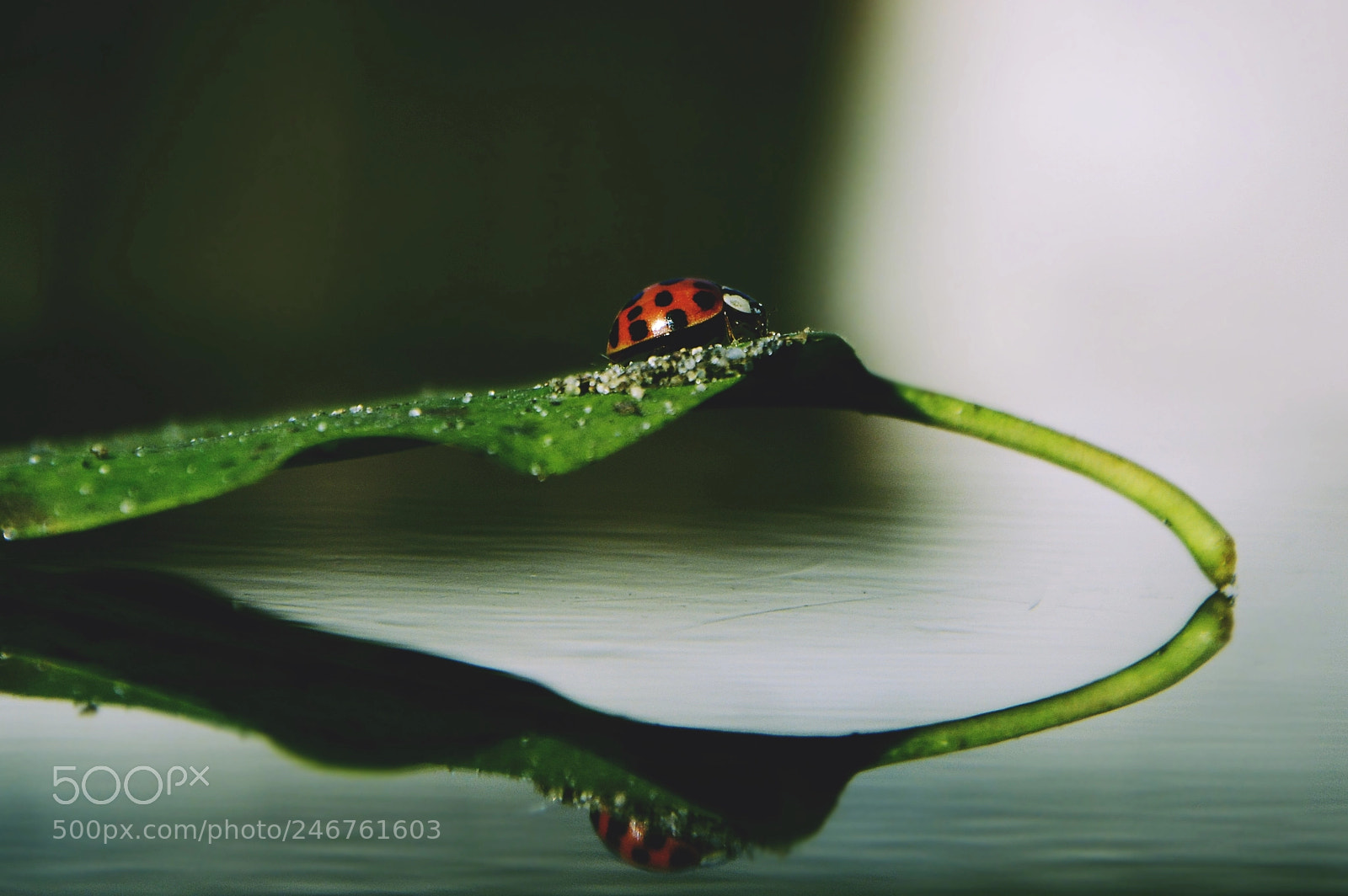 Nikon D5200 sample photo. Ladybug photography