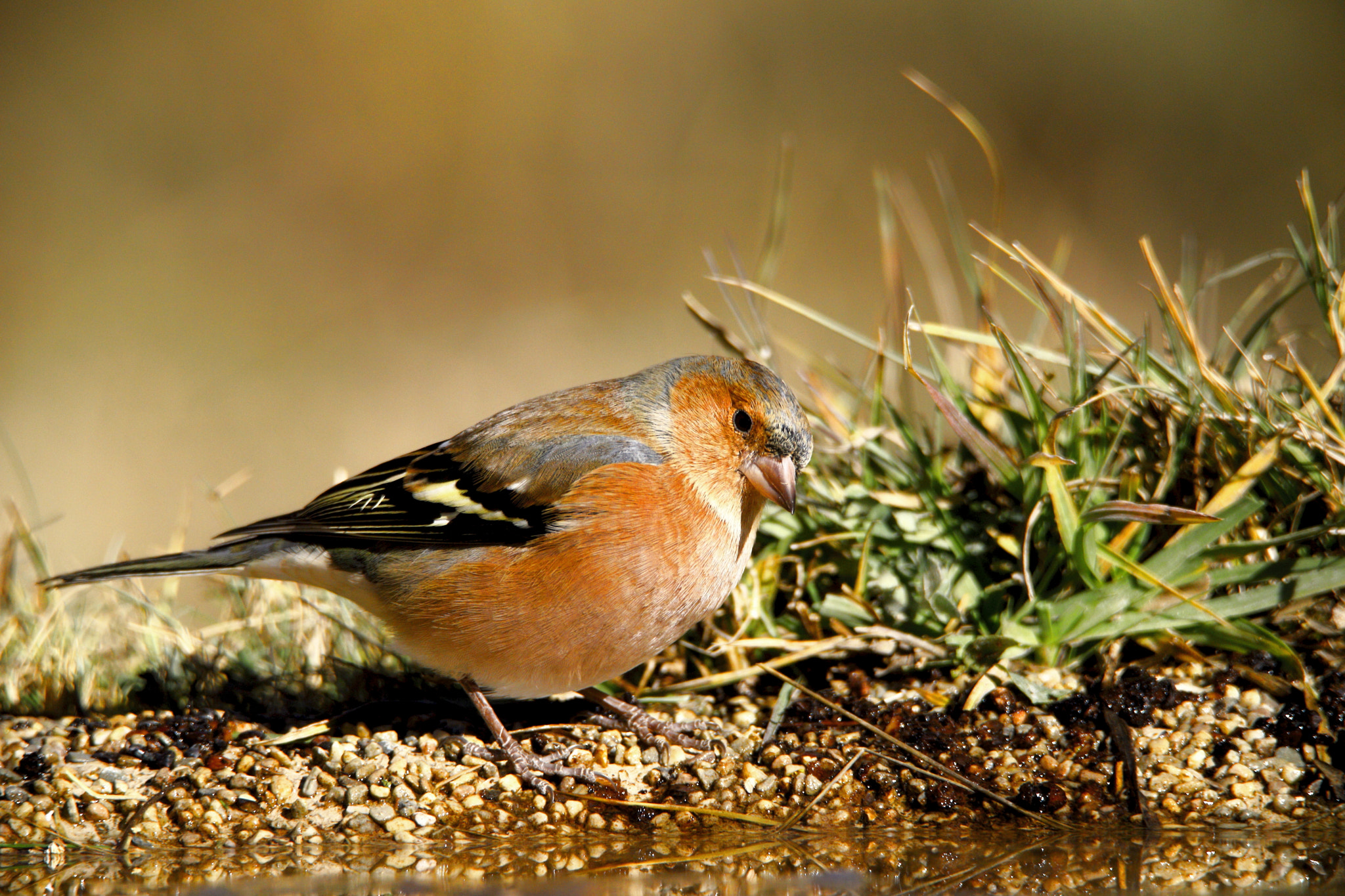 Tamron SP 150-600mm F5-6.3 Di VC USD sample photo. Petirrojo 2 (european robin ) photography