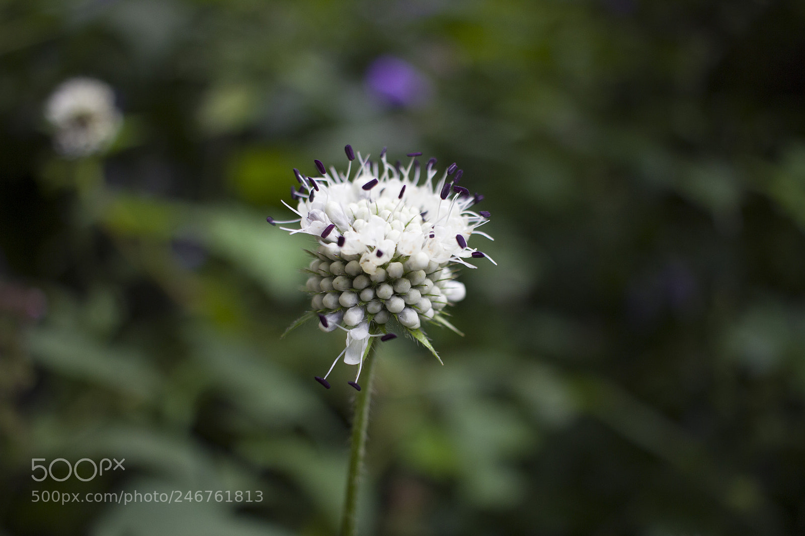 Canon EOS 600D (Rebel EOS T3i / EOS Kiss X5) sample photo. Himalayan flower photography