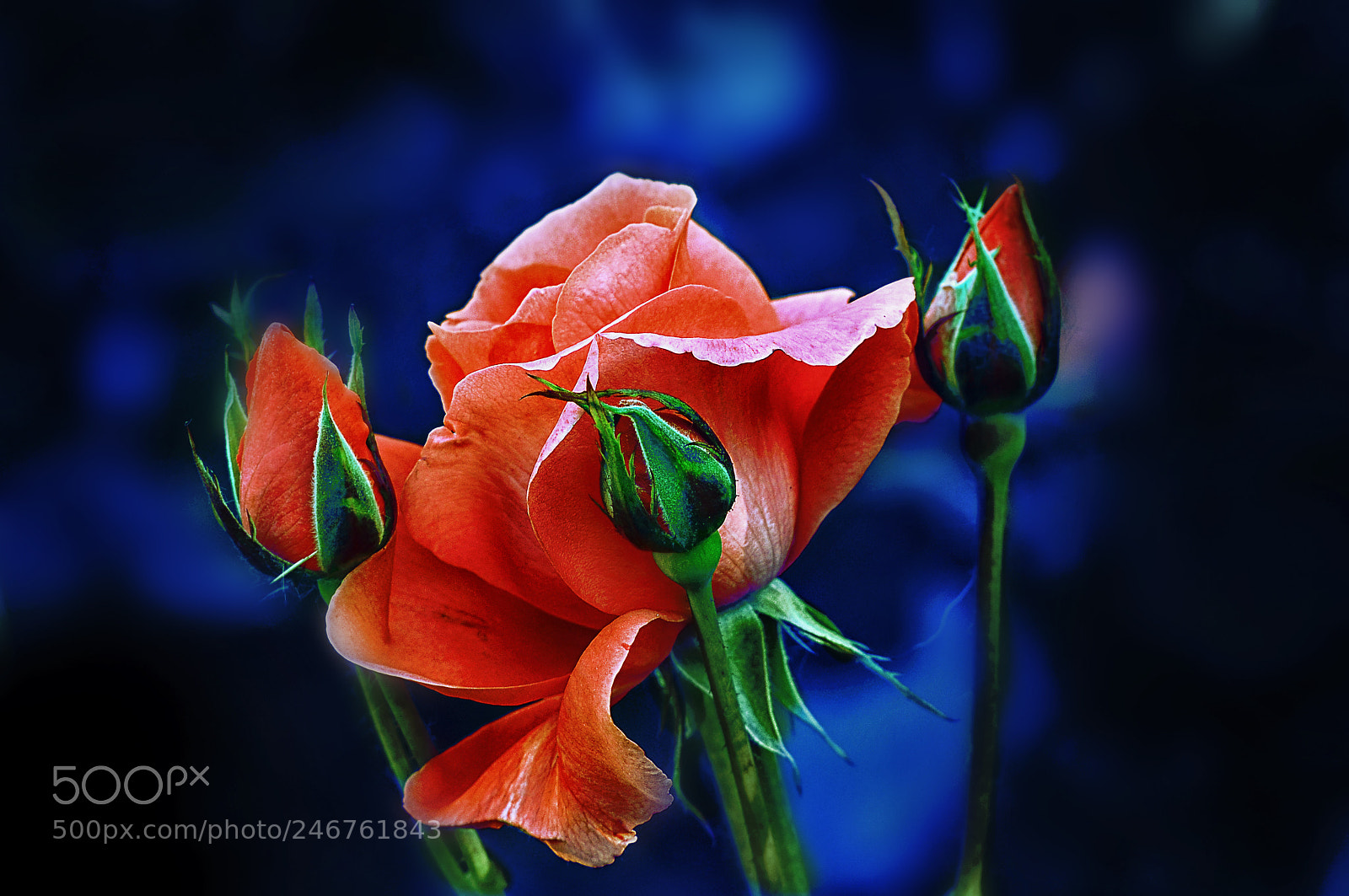 Nikon D300 sample photo. Розы photography