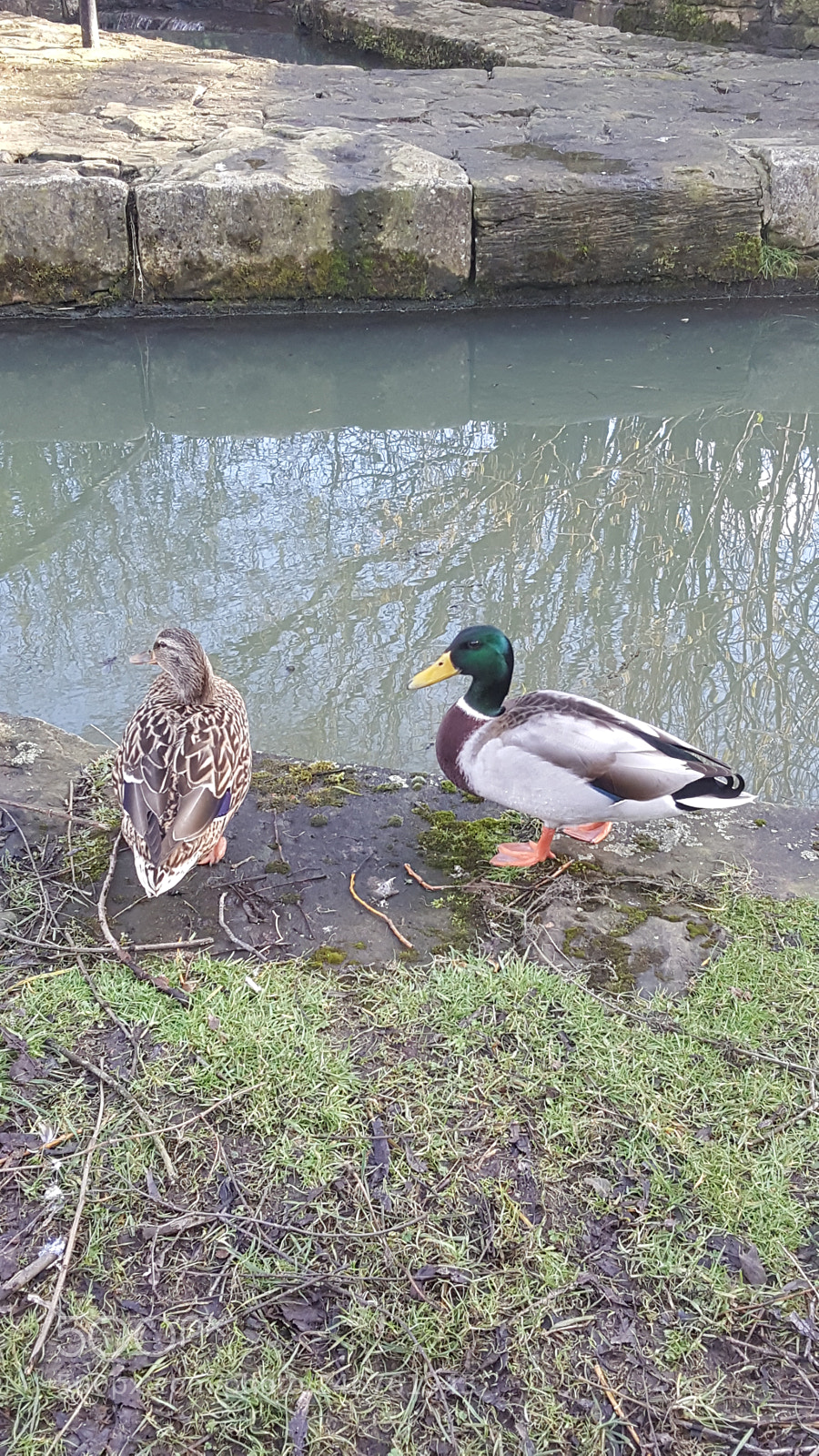 Samsung GALAXY S6 edge sample photo. Untitled photography