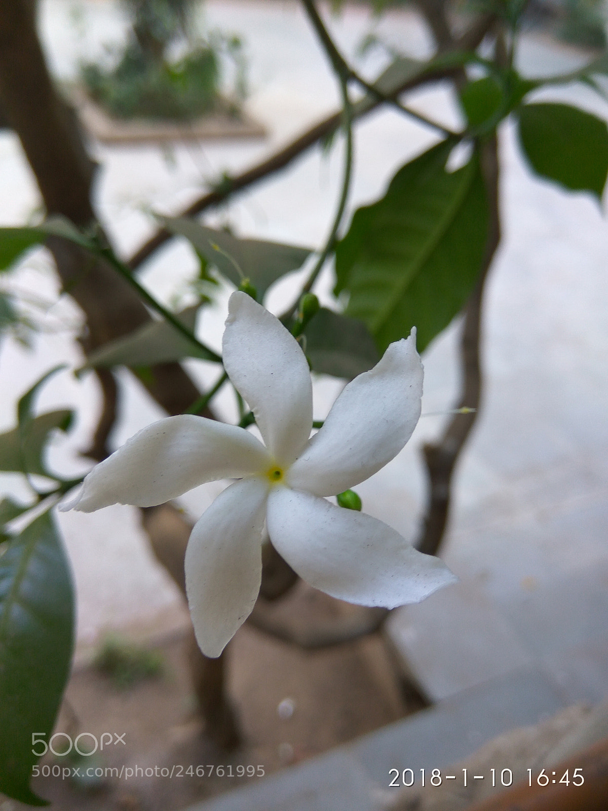 Xiaomi Redmi Note3 sample photo. Petals photography