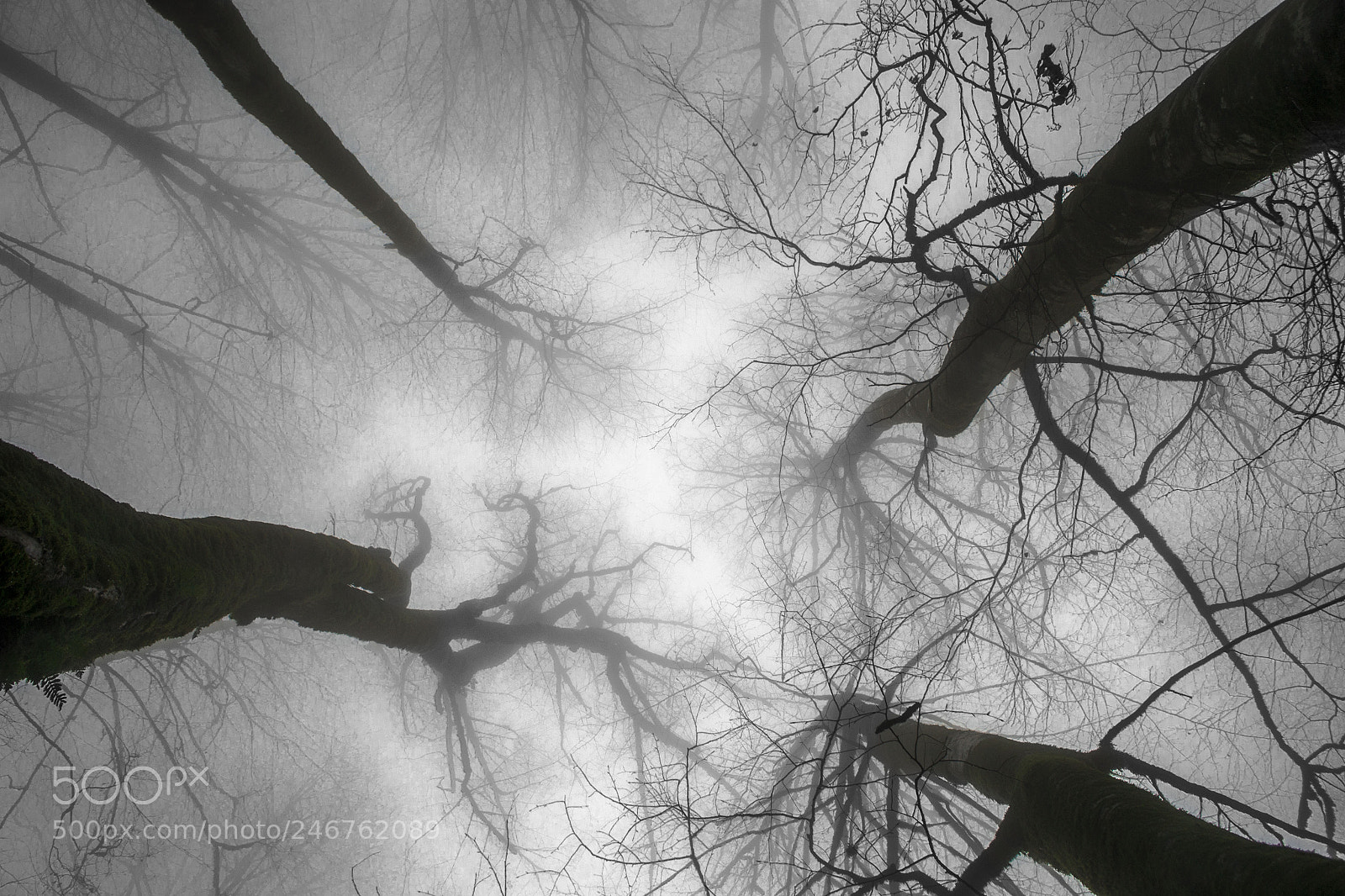 Nikon D3100 sample photo. Foggy trees ...high into photography