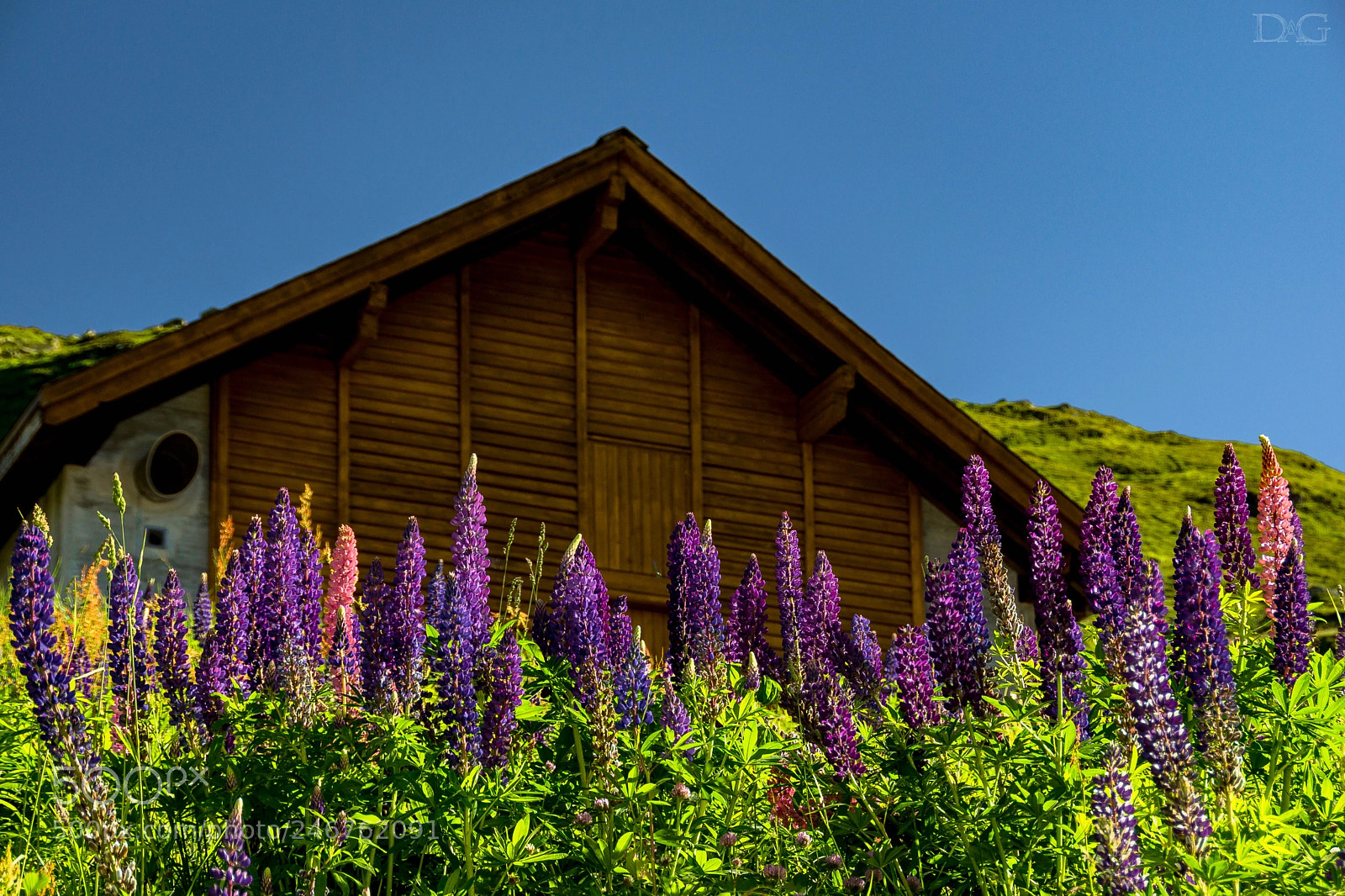 Sony SLT-A77 sample photo. Alpenblume - 01 photography