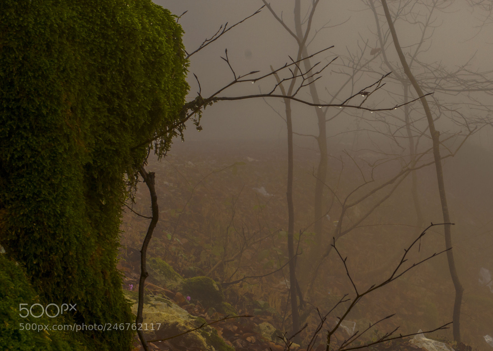 Nikon D3100 sample photo. Due in foggy forest.. photography