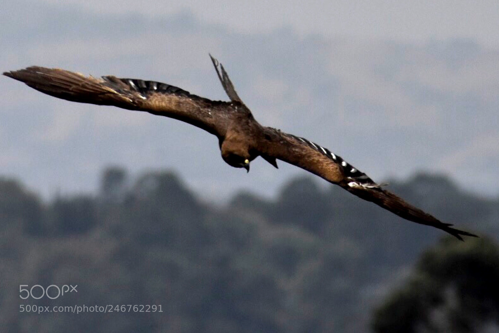 Nikon D7200 sample photo. Bird in flight.... photography