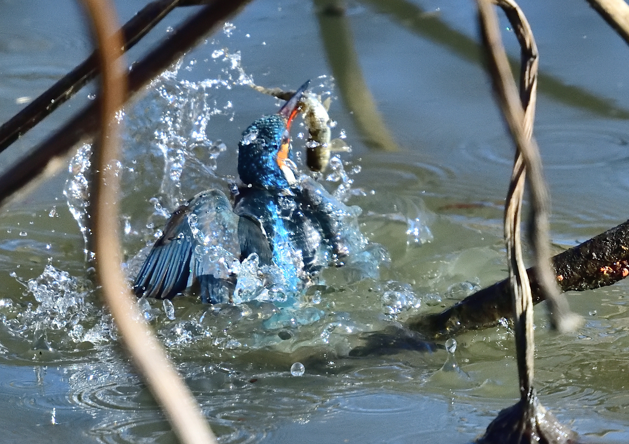 Nikon Nikkor AF-S 300mm F4E PF ED VR sample photo. Kingfisher 翡翠 photography