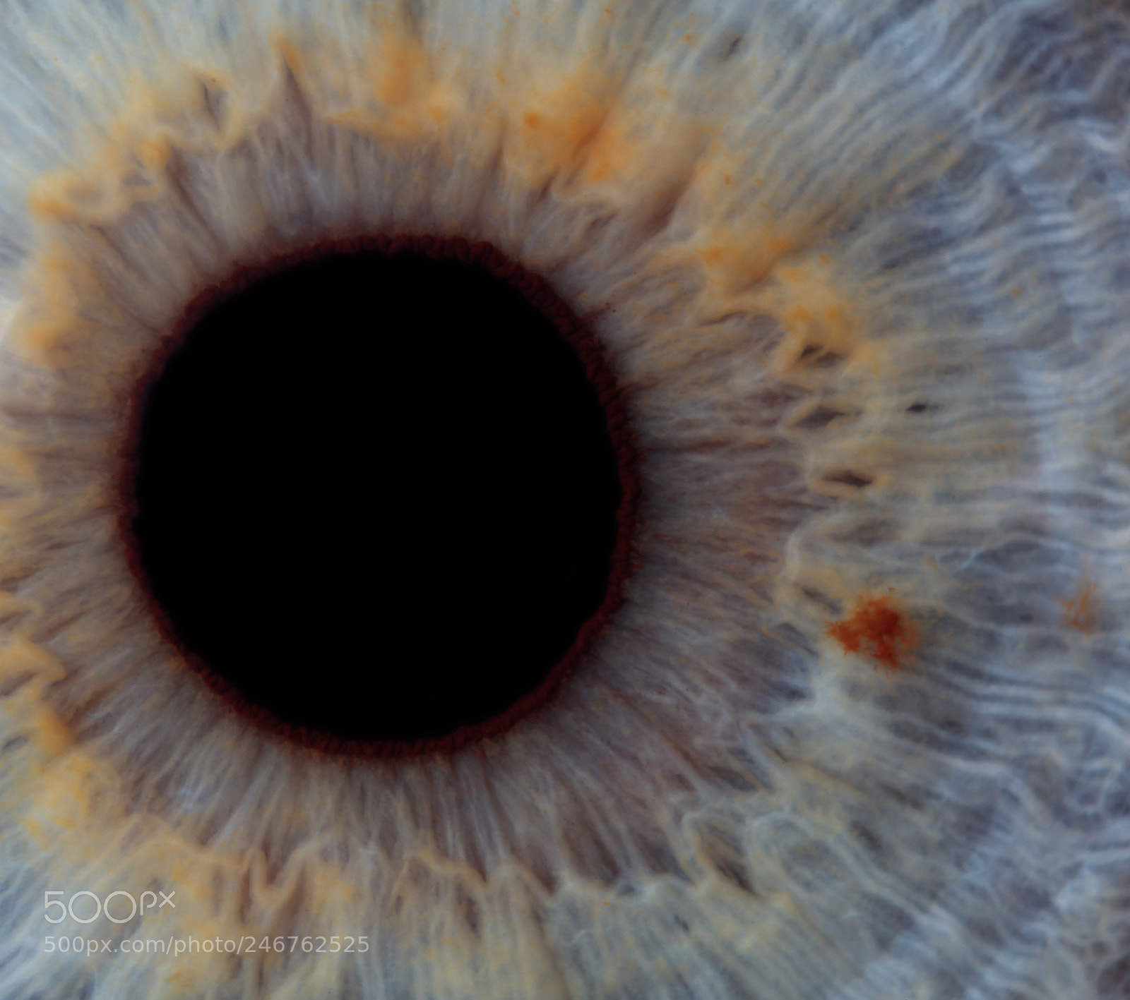 Canon EOS 5DS R sample photo. Augen photography