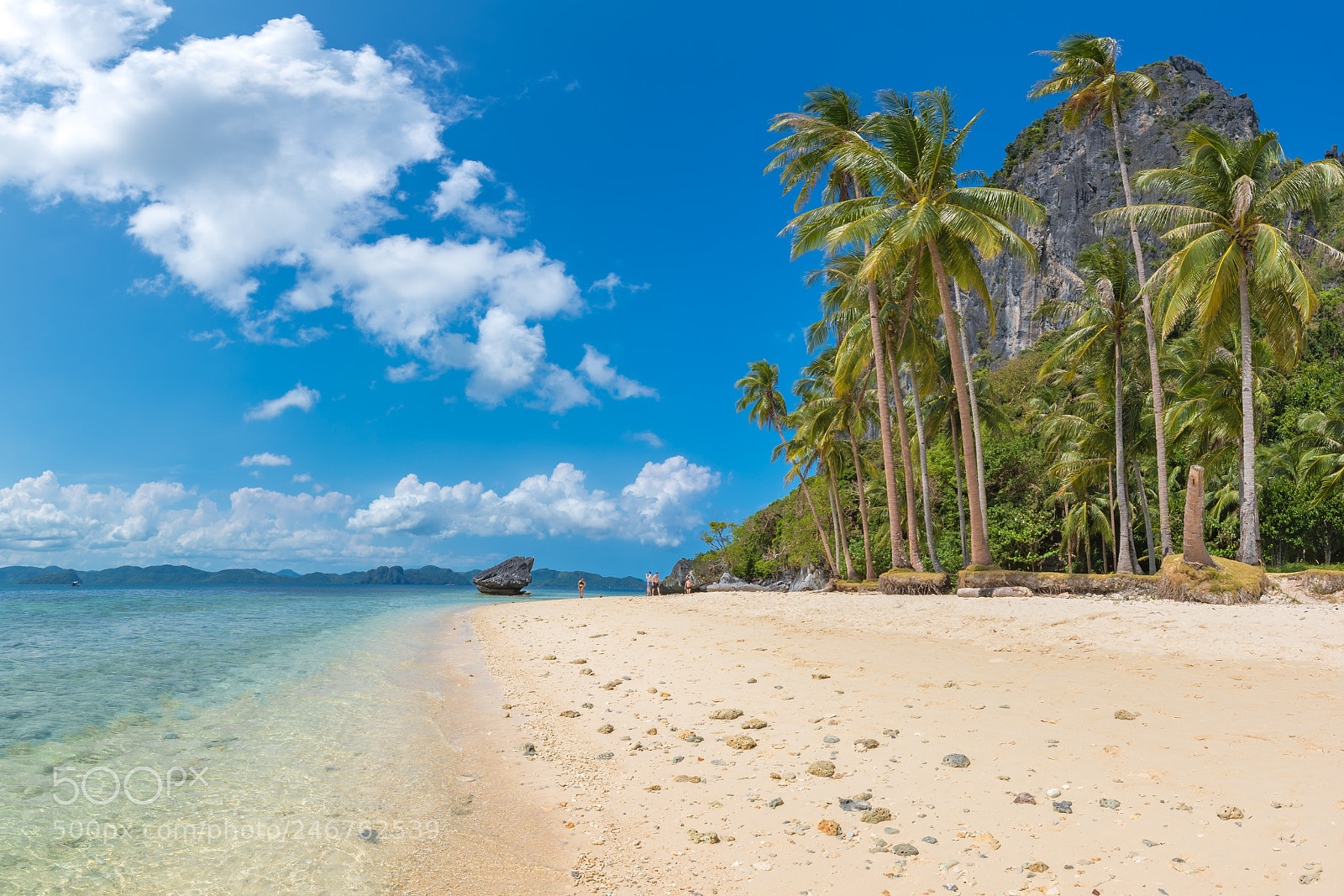 Nikon D750 sample photo. Coconut trees on the photography