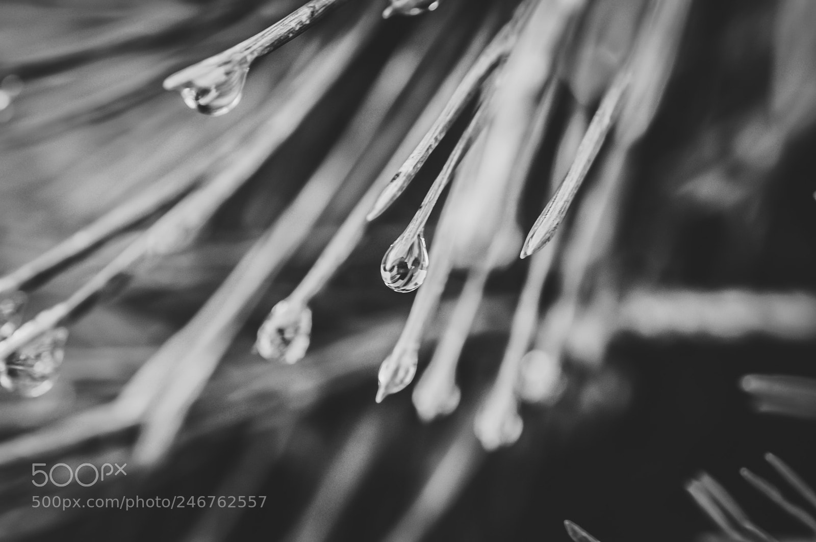 Nikon D90 sample photo. Dew drops photography