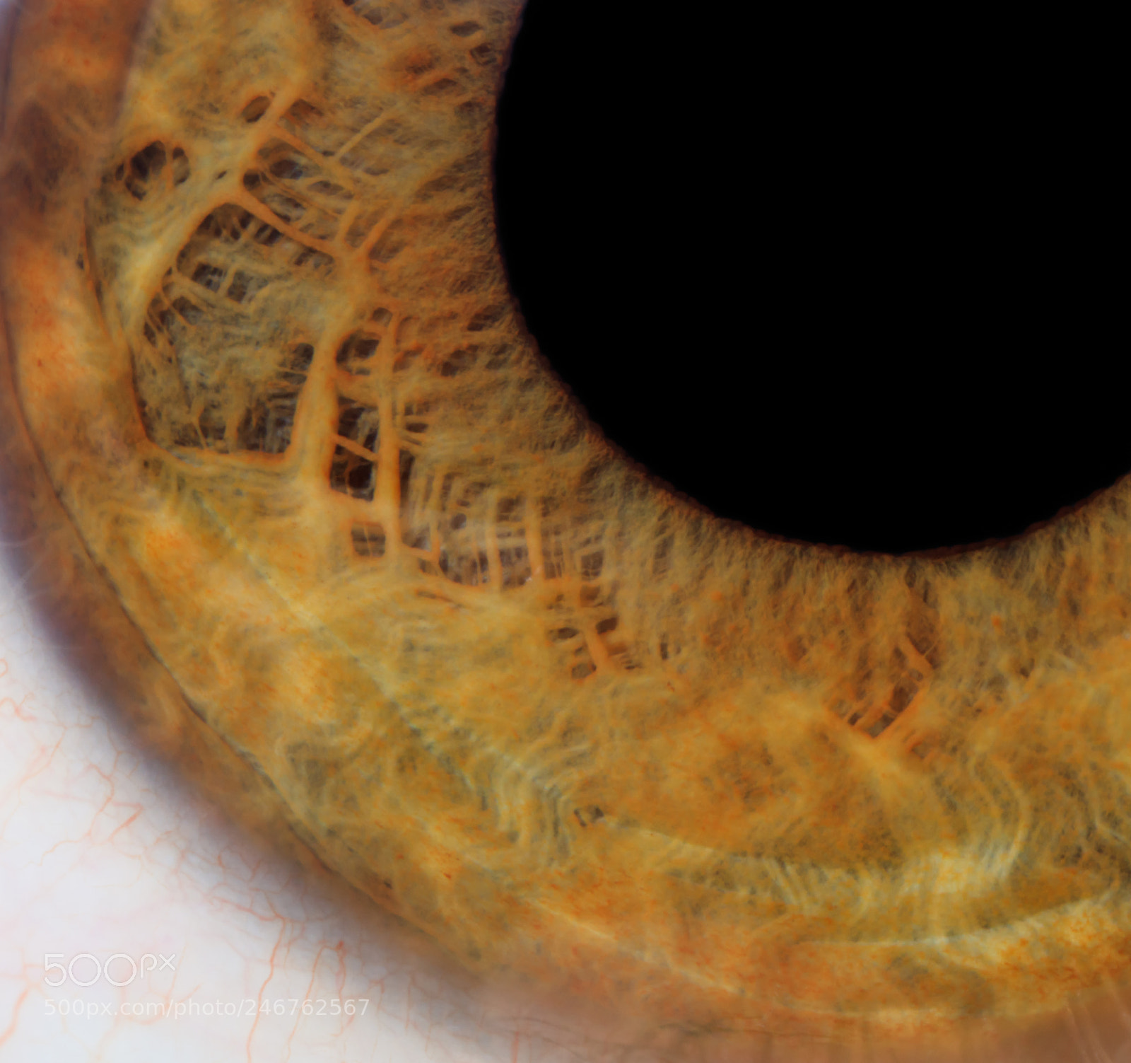 Canon EOS 5DS R sample photo. Augen photography