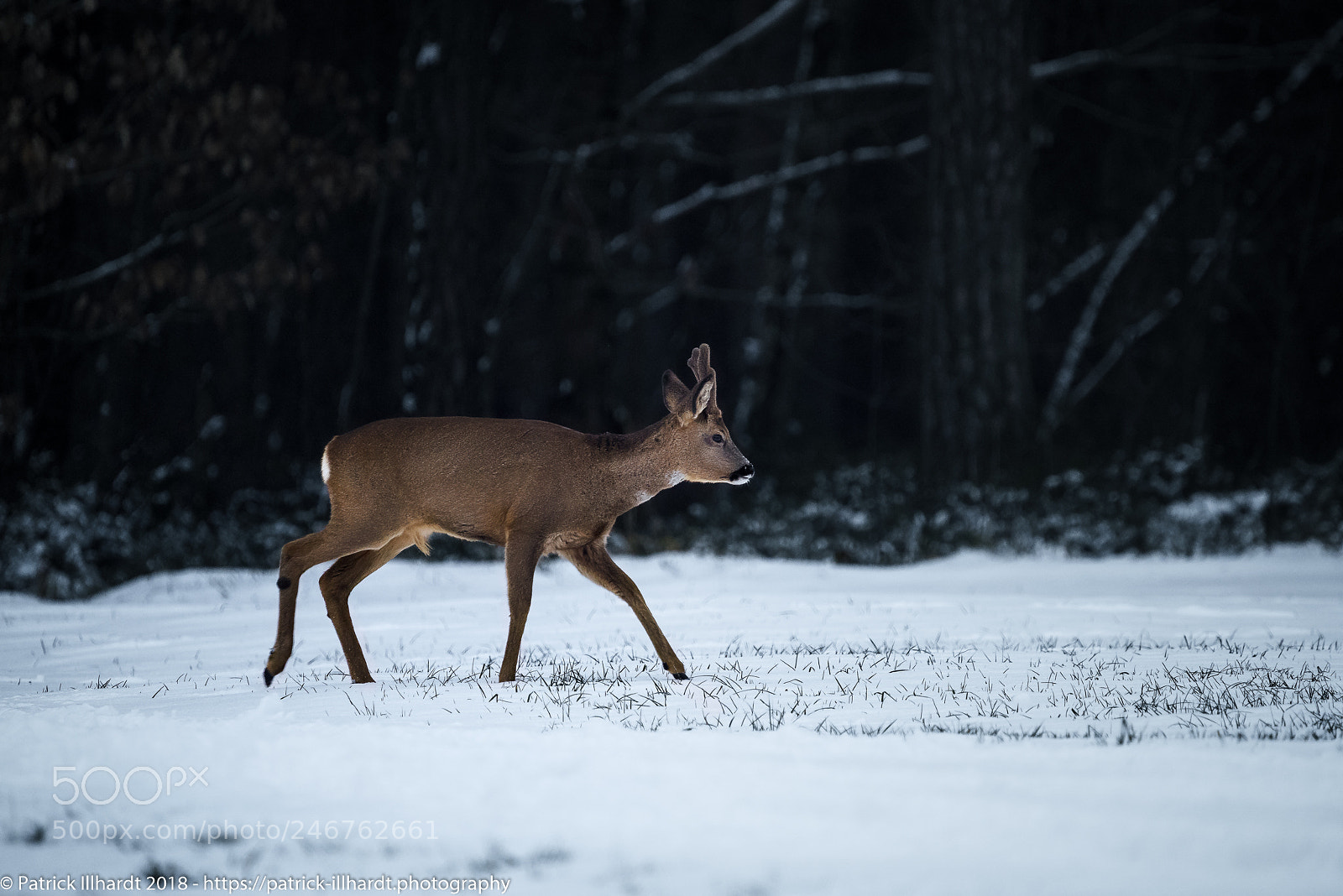 Sony a7R sample photo. Capreolus capreolus photography