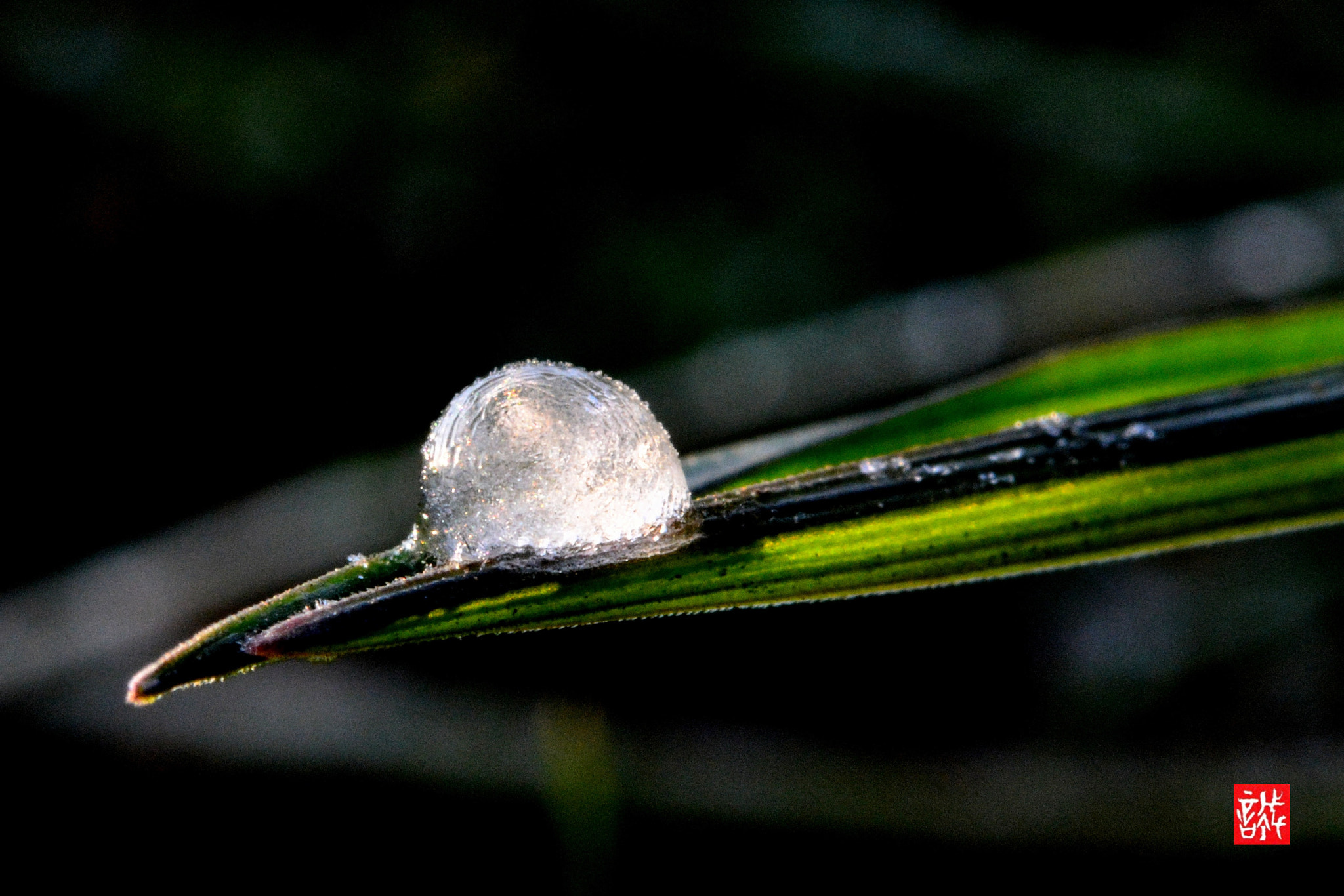 Nikon D7100 + Nikon AF-S Micro-Nikkor 60mm F2.8G ED sample photo. Morning dew ice0220 photography