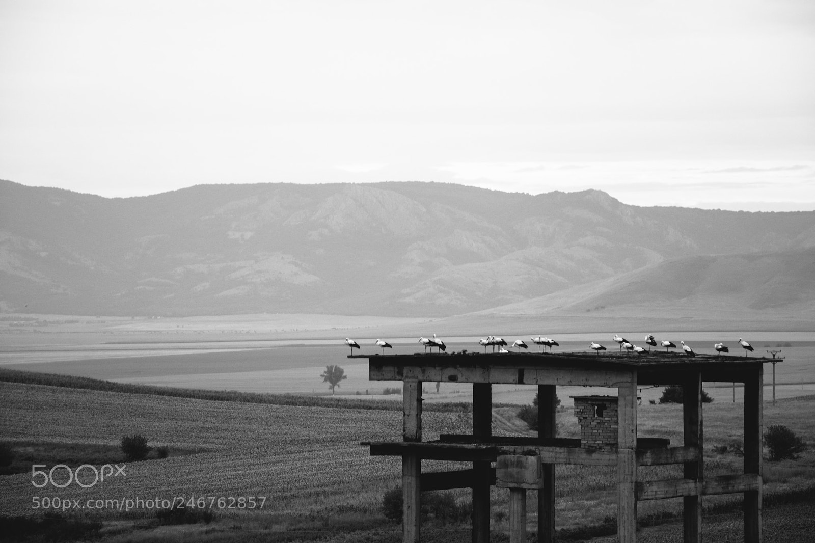 Nikon D5200 sample photo. Stork roost photography