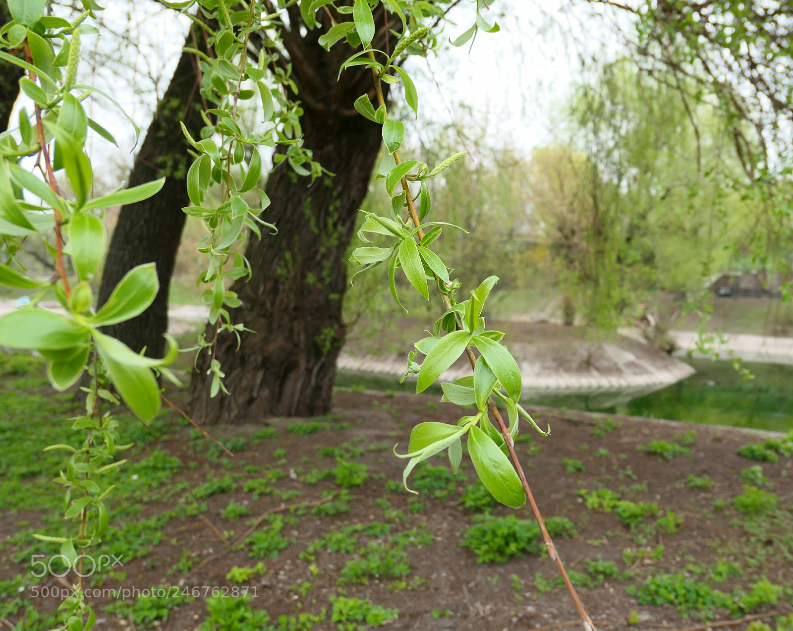 Panasonic Lumix DMC-LX10 (Lumix DMC-LX15) sample photo. Willow "origami" photography