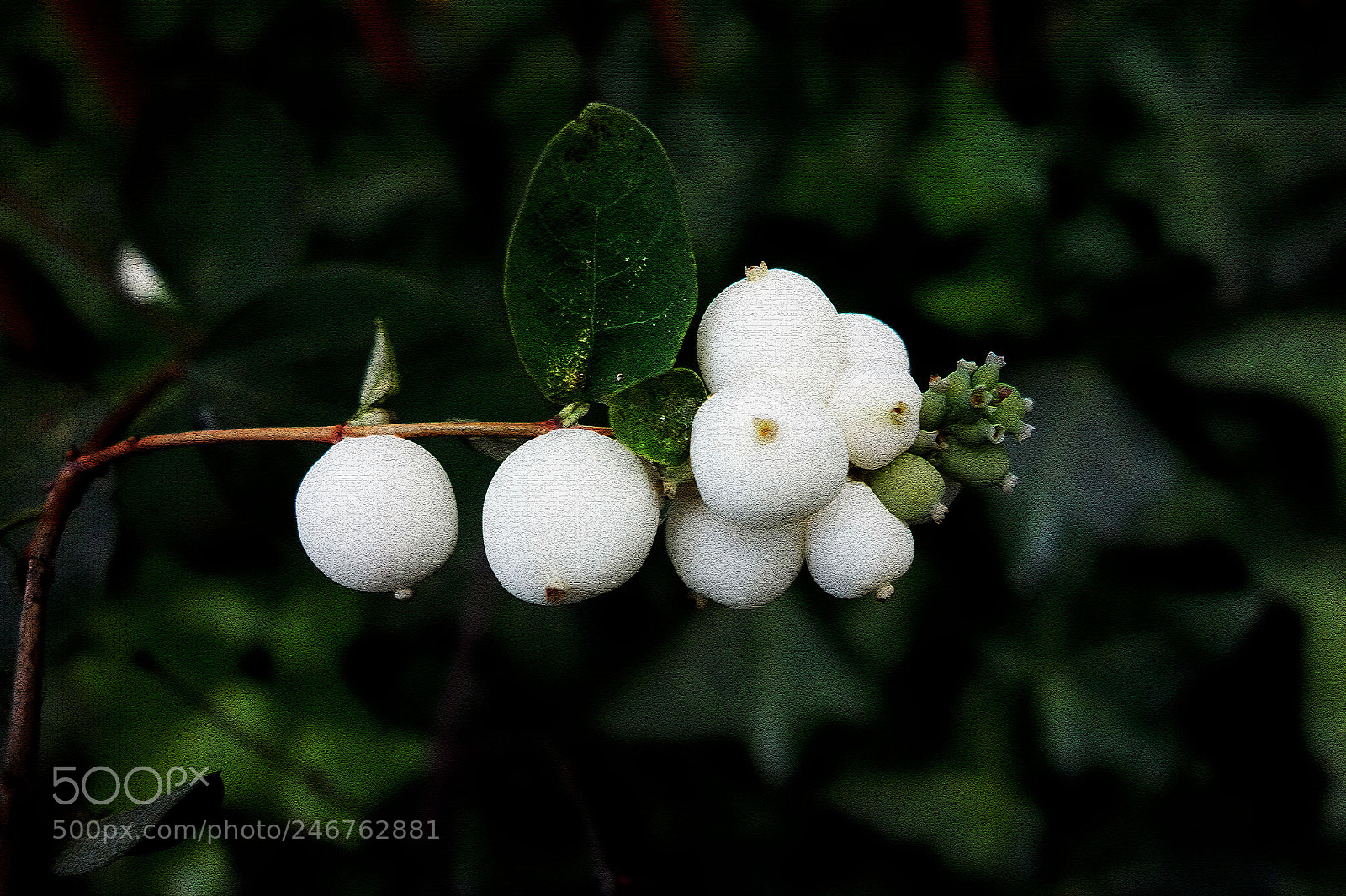 Sony Cyber-shot DSC-RX100 sample photo. Vischio photography