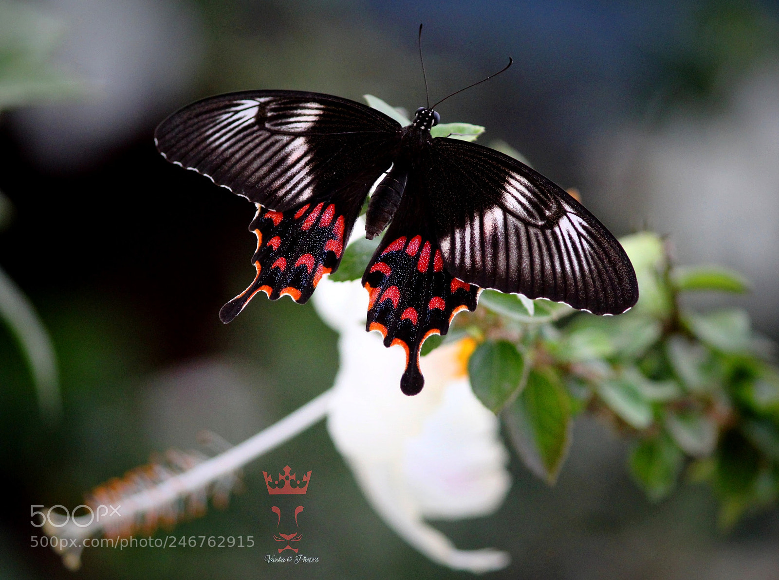 Canon EOS 1300D (EOS Rebel T6 / EOS Kiss X80) sample photo. Butterfly photography