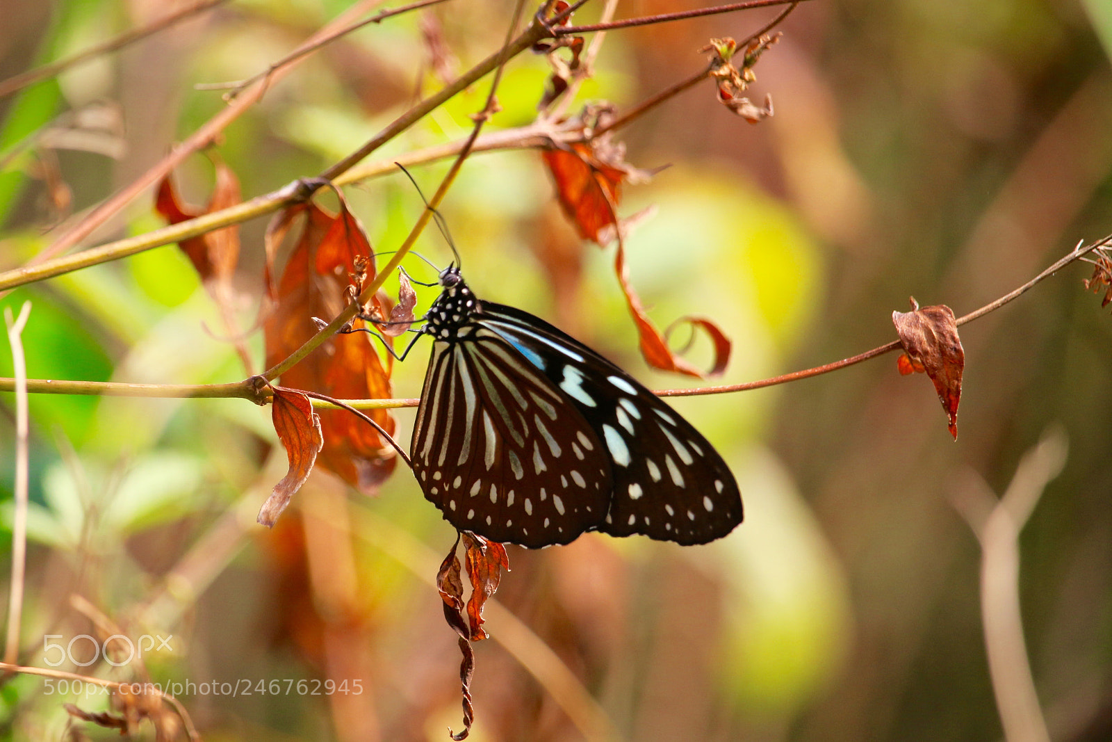 Canon EOS 100D (EOS Rebel SL1 / EOS Kiss X7) sample photo. A butterfly in the photography