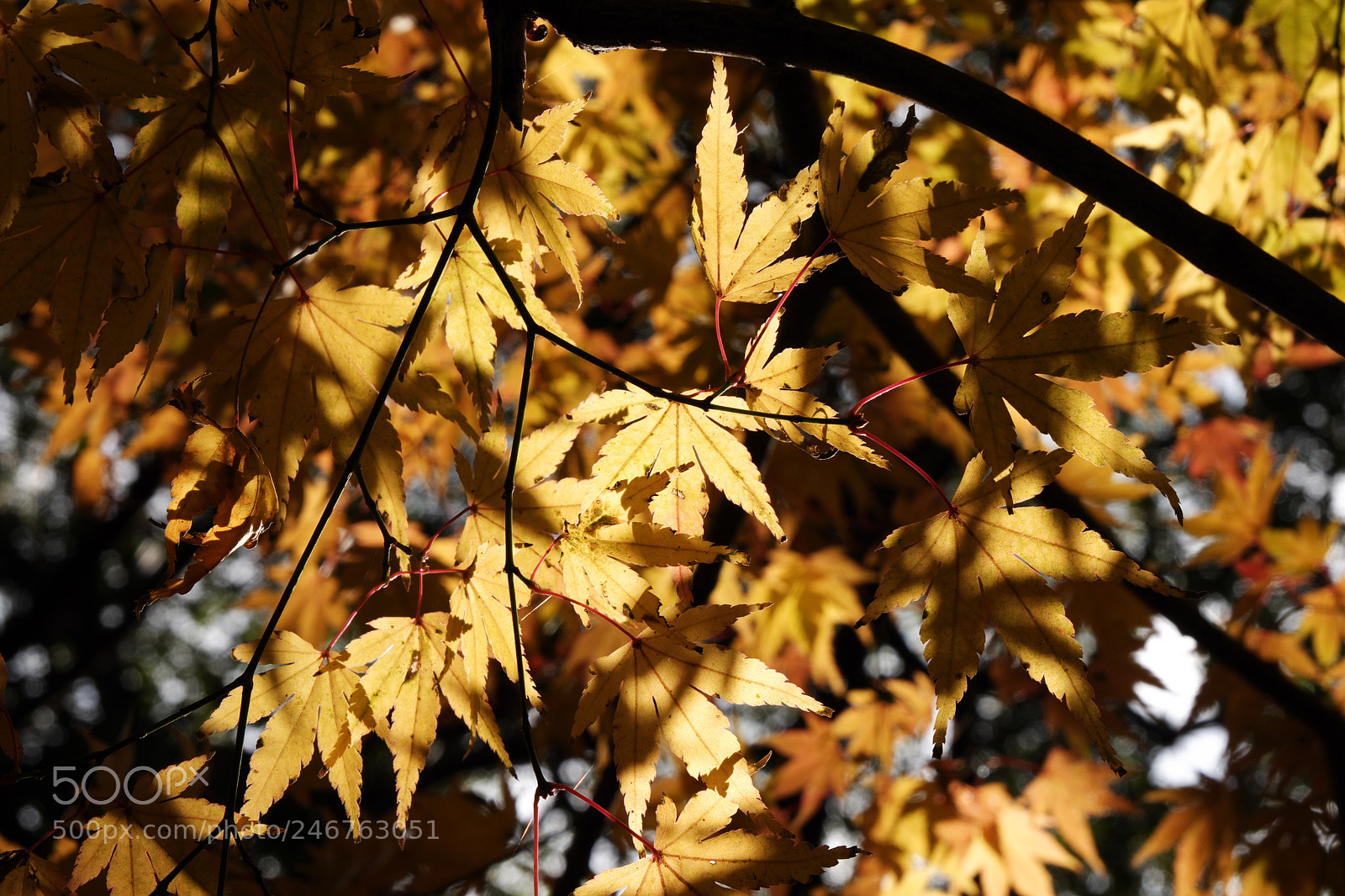Fujifilm X-A3 sample photo. Maple leaves photography
