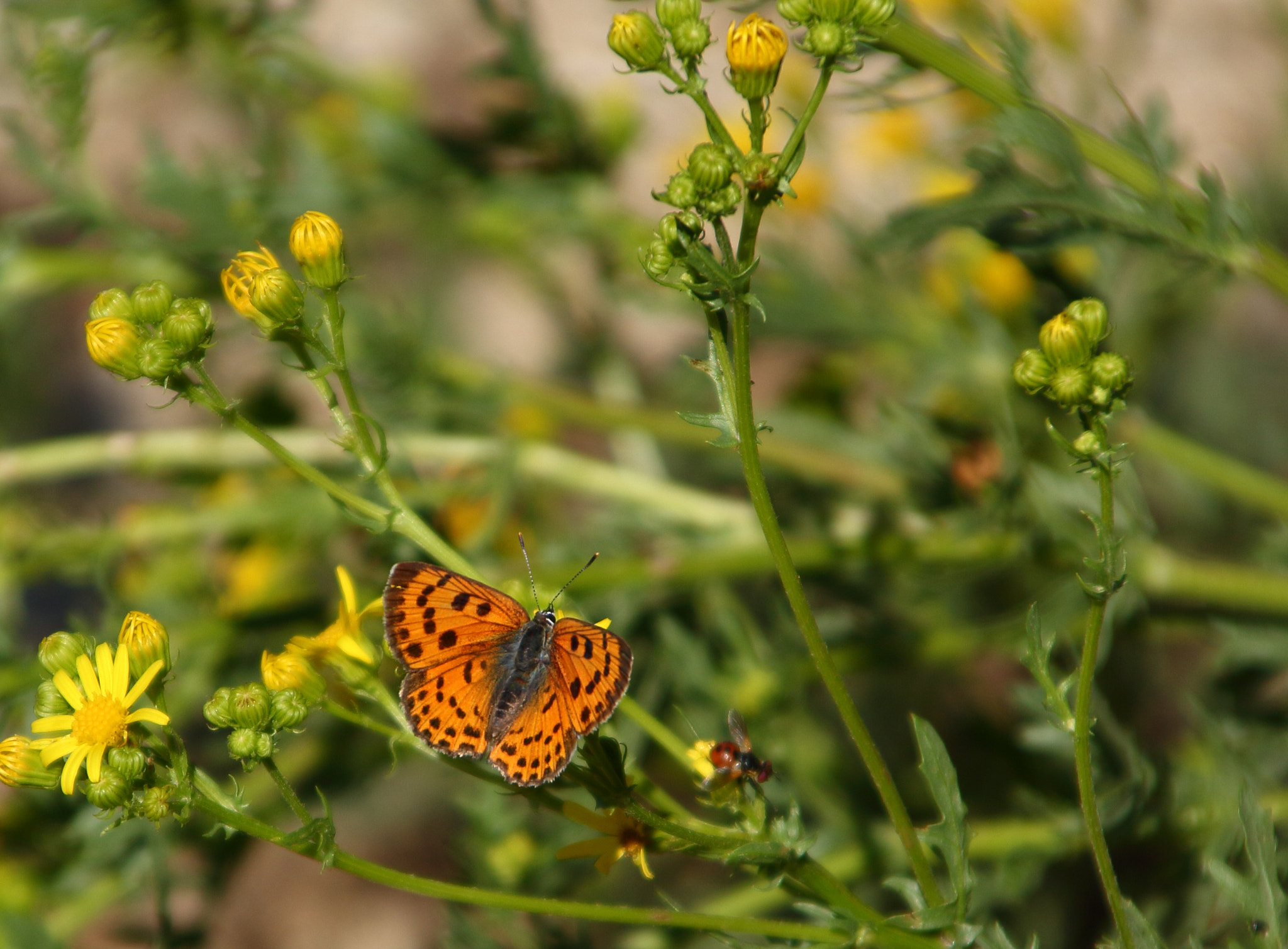 Canon EOS 700D (EOS Rebel T5i / EOS Kiss X7i) + Canon TS-E 90mm F2.8 Tilt-Shift sample photo. Mariposa en vuelo photography