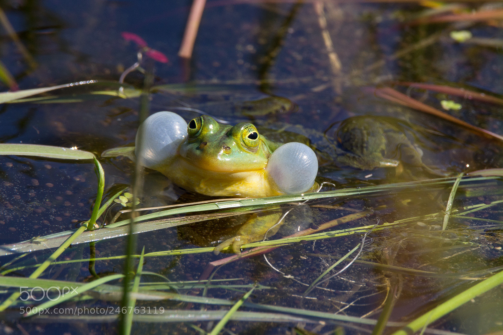 Canon EOS 60D sample photo. Green water frog photography