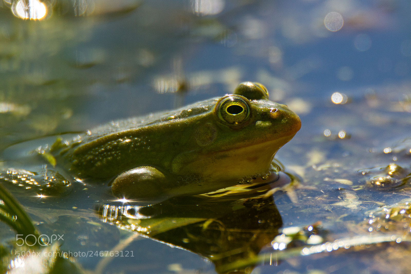 Canon EOS 60D sample photo. Green water frog photography