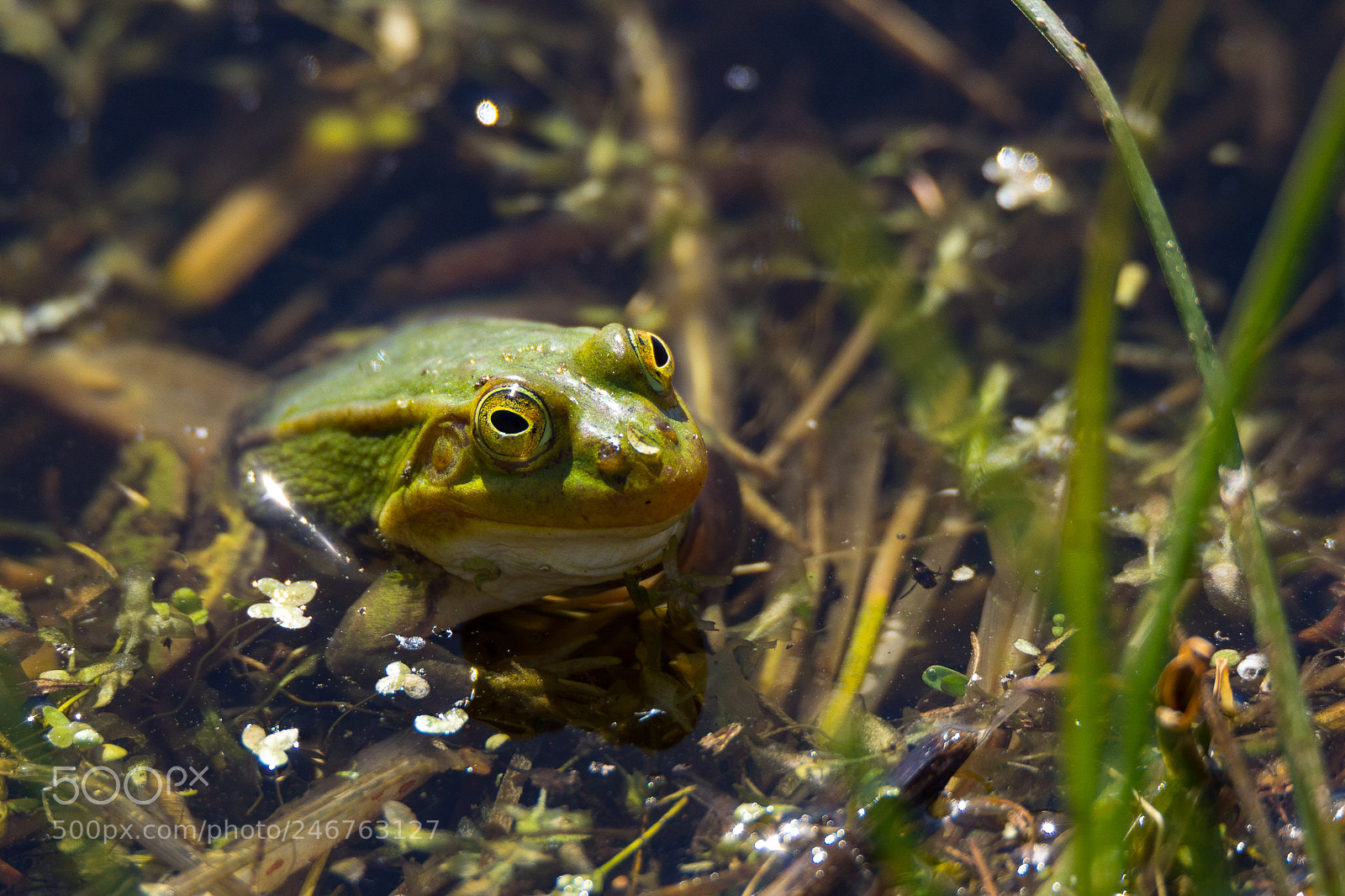 Canon EOS 60D sample photo. Green water frog photography
