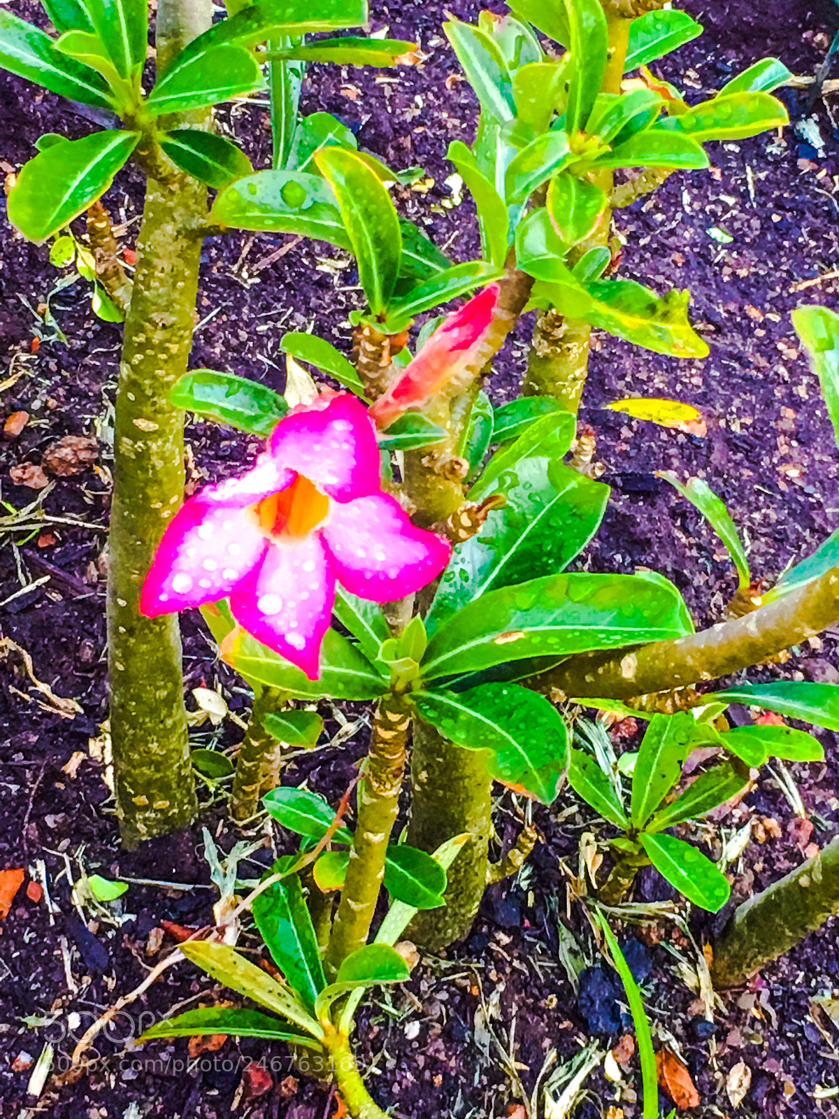 Apple iPhone 6s Plus sample photo. Untitled photography