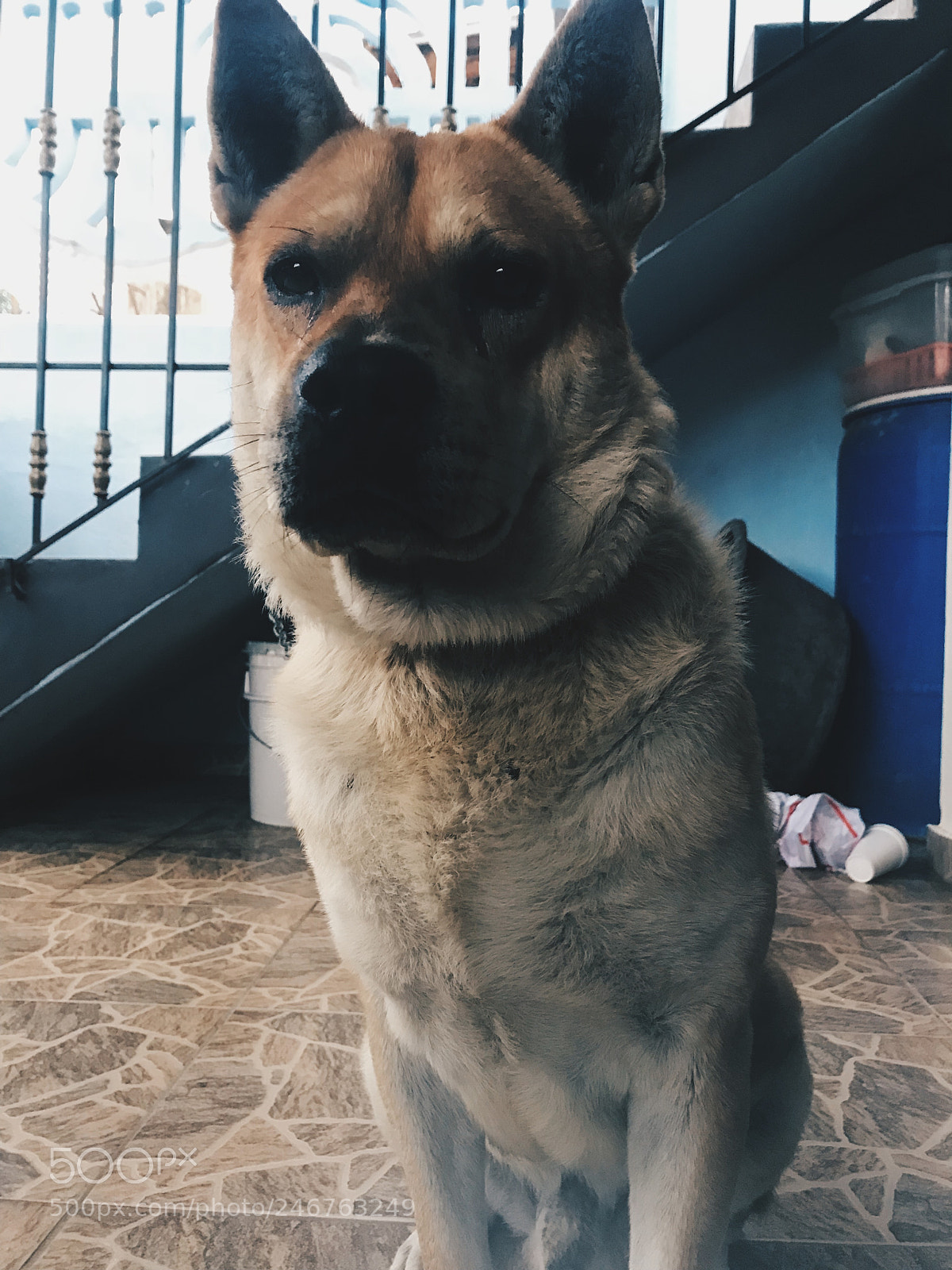 Apple iPhone 7 sample photo. Untitled photography