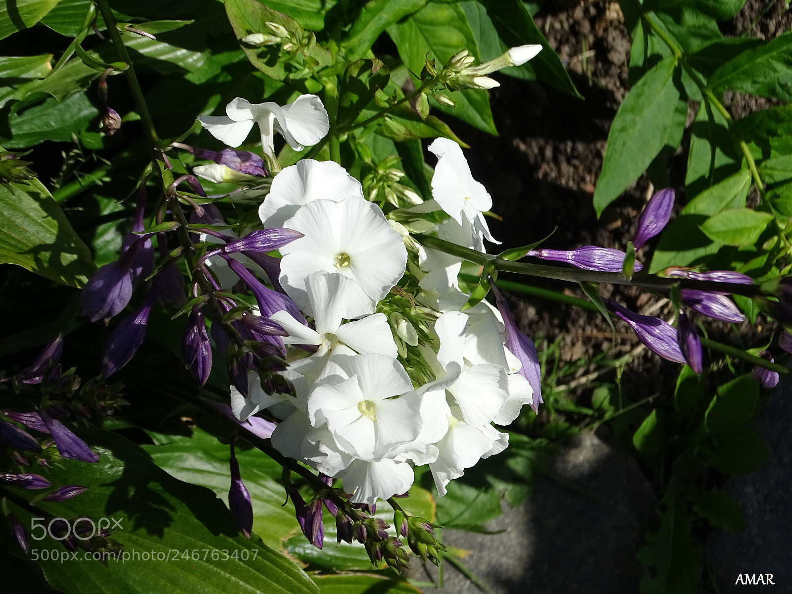 Sony Cyber-shot DSC-HX400V sample photo. Purple and white photography