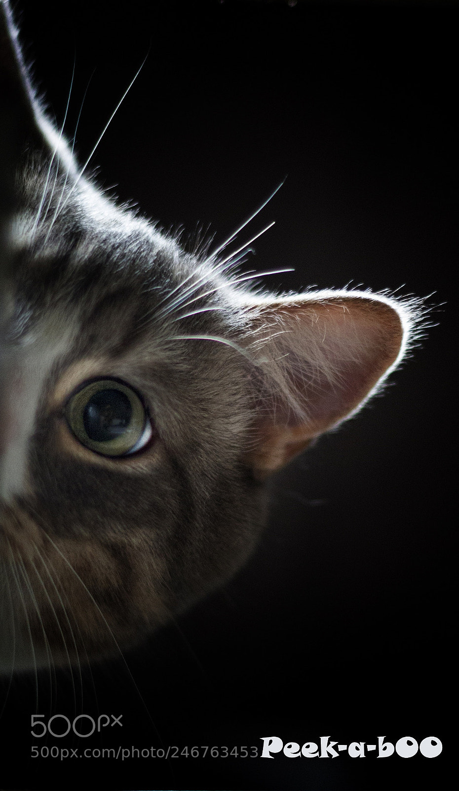 Canon EOS 700D (EOS Rebel T5i / EOS Kiss X7i) sample photo. Peek-a-boo photography