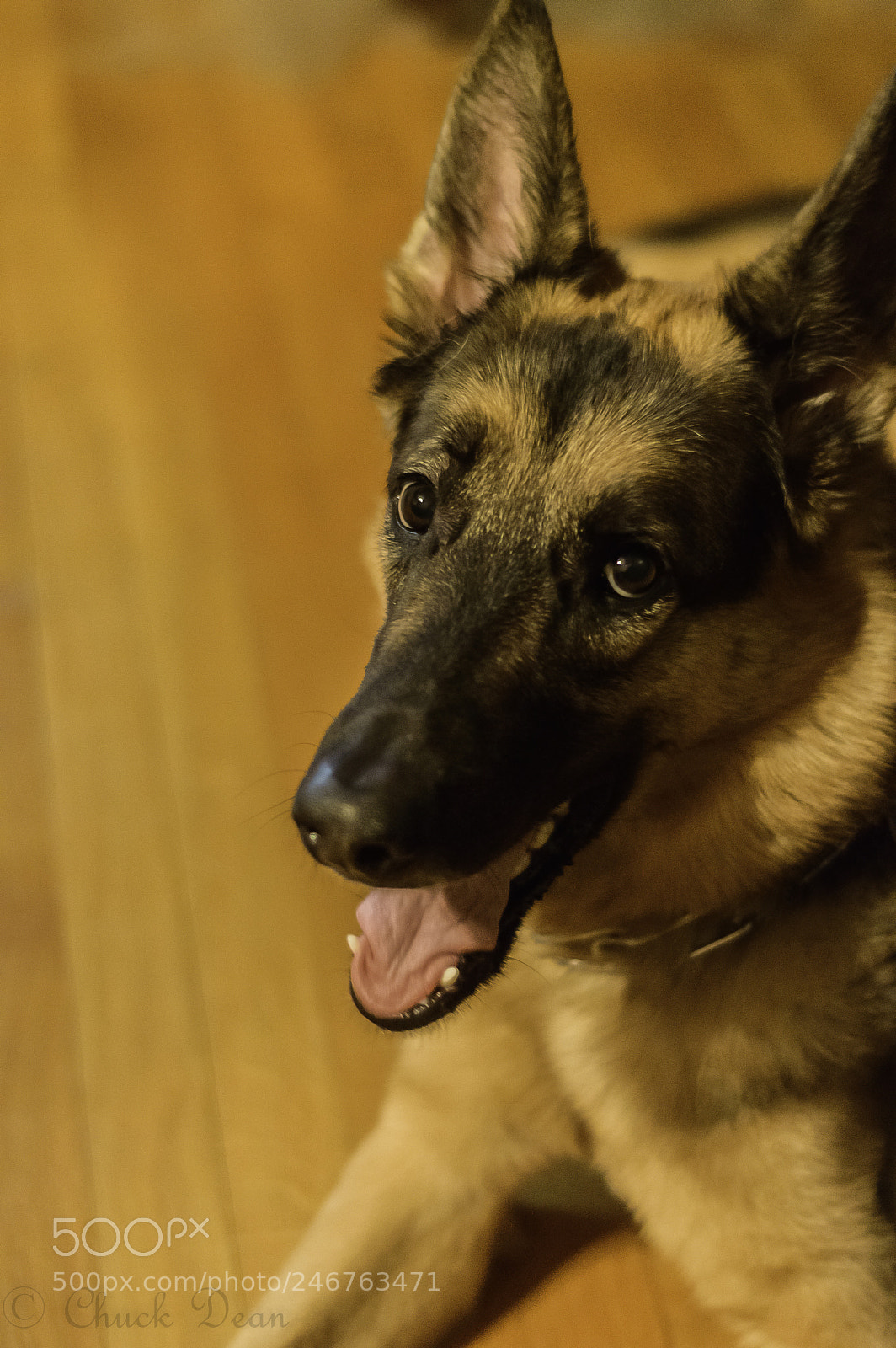 Nikon D3200 sample photo. Time to play photography