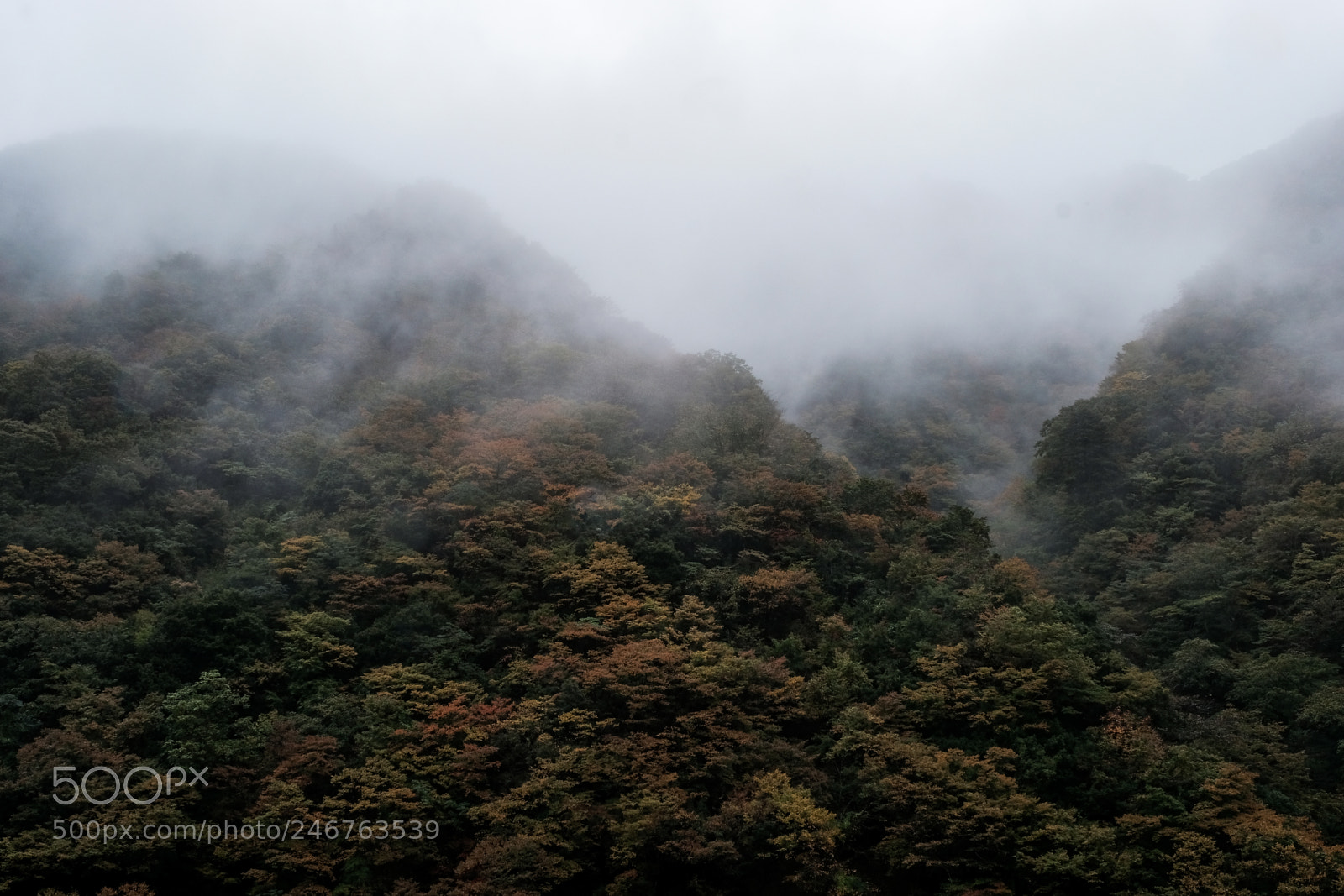 Fujifilm X-Pro2 sample photo. 徳山湖の紅葉 photography