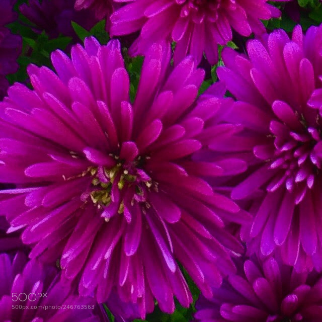 Apple iPhone 6 Plus sample photo. Emotions of flowers photography