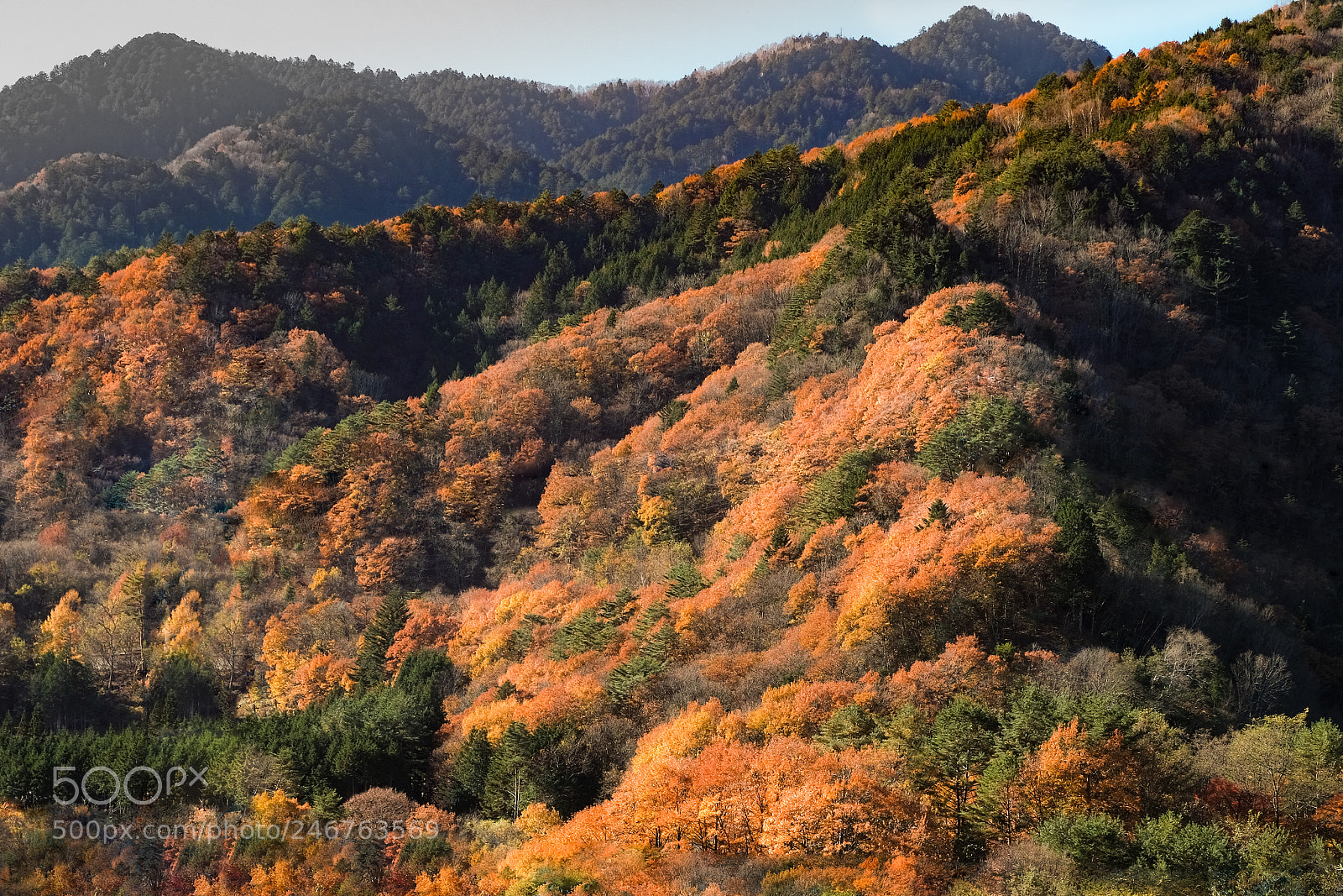 Fujifilm X-Pro2 sample photo. 紅葉 photography