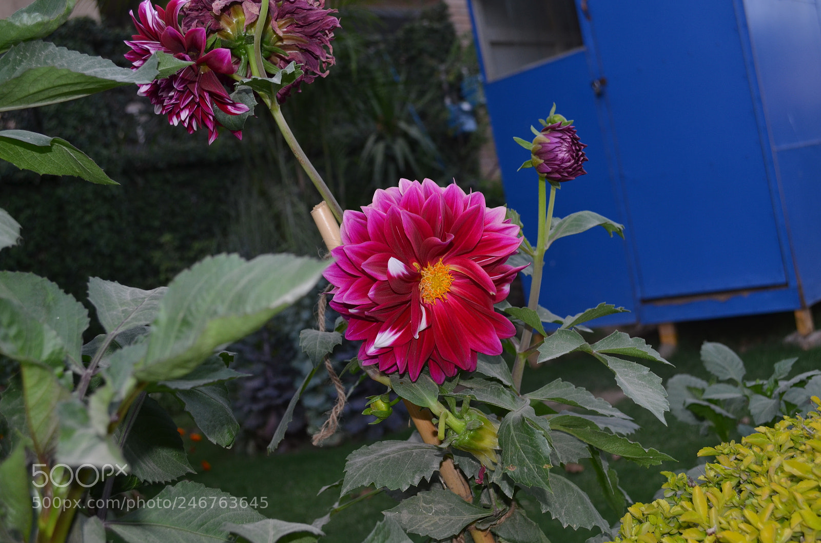 Nikon D5100 sample photo. Life is the flower photography