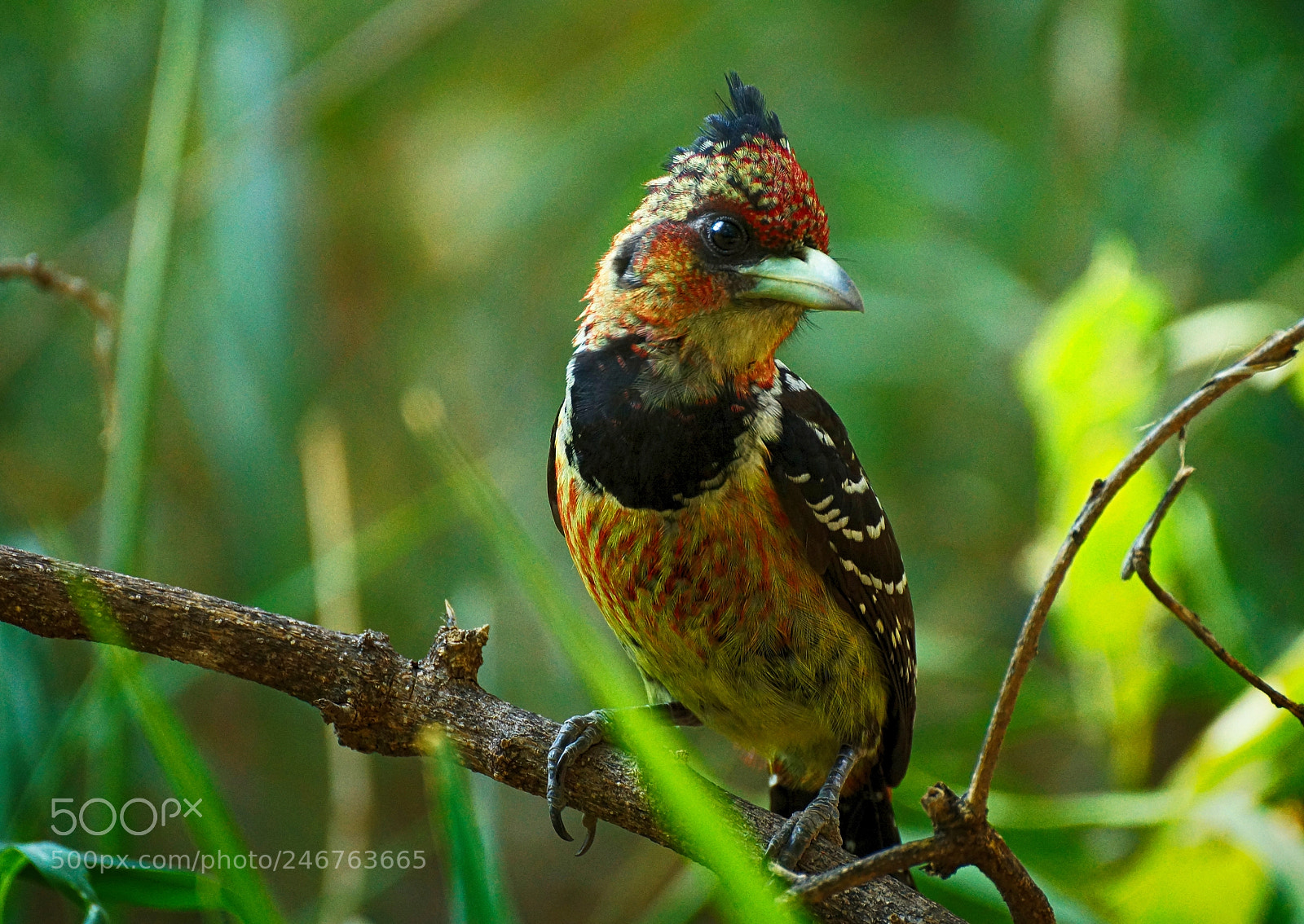 Sony SLT-A77 sample photo. Crested barbet photography