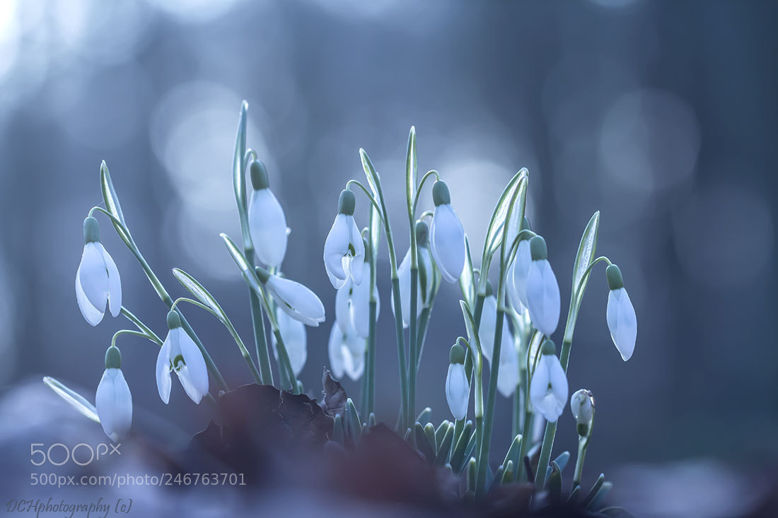 Canon EOS 650D (EOS Rebel T4i / EOS Kiss X6i) sample photo. Snowdrops photography