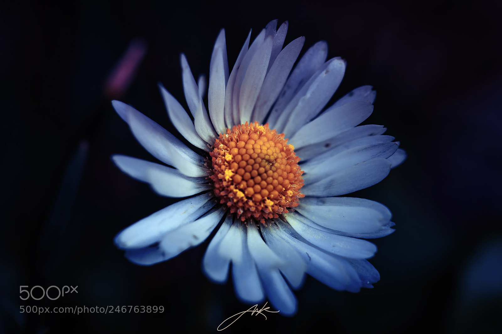 Canon EOS-1Ds Mark III sample photo. Sonnenschein photography