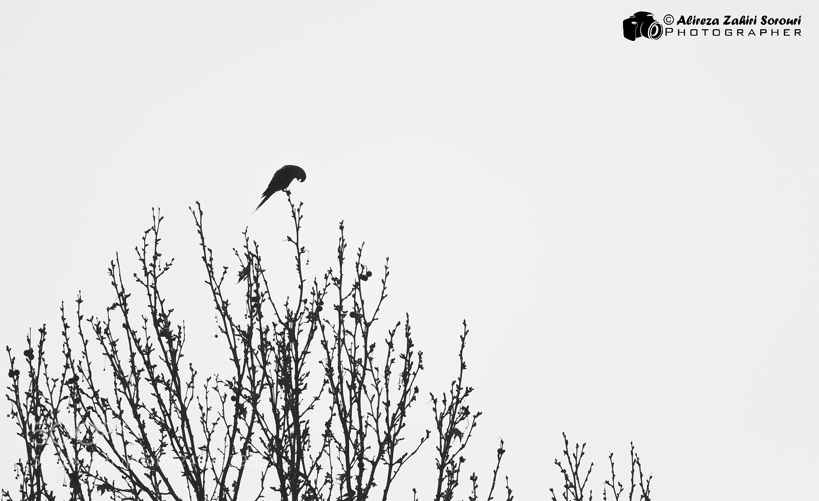 Canon EOS 700D (EOS Rebel T5i / EOS Kiss X7i) sample photo. Bird minimal... photography