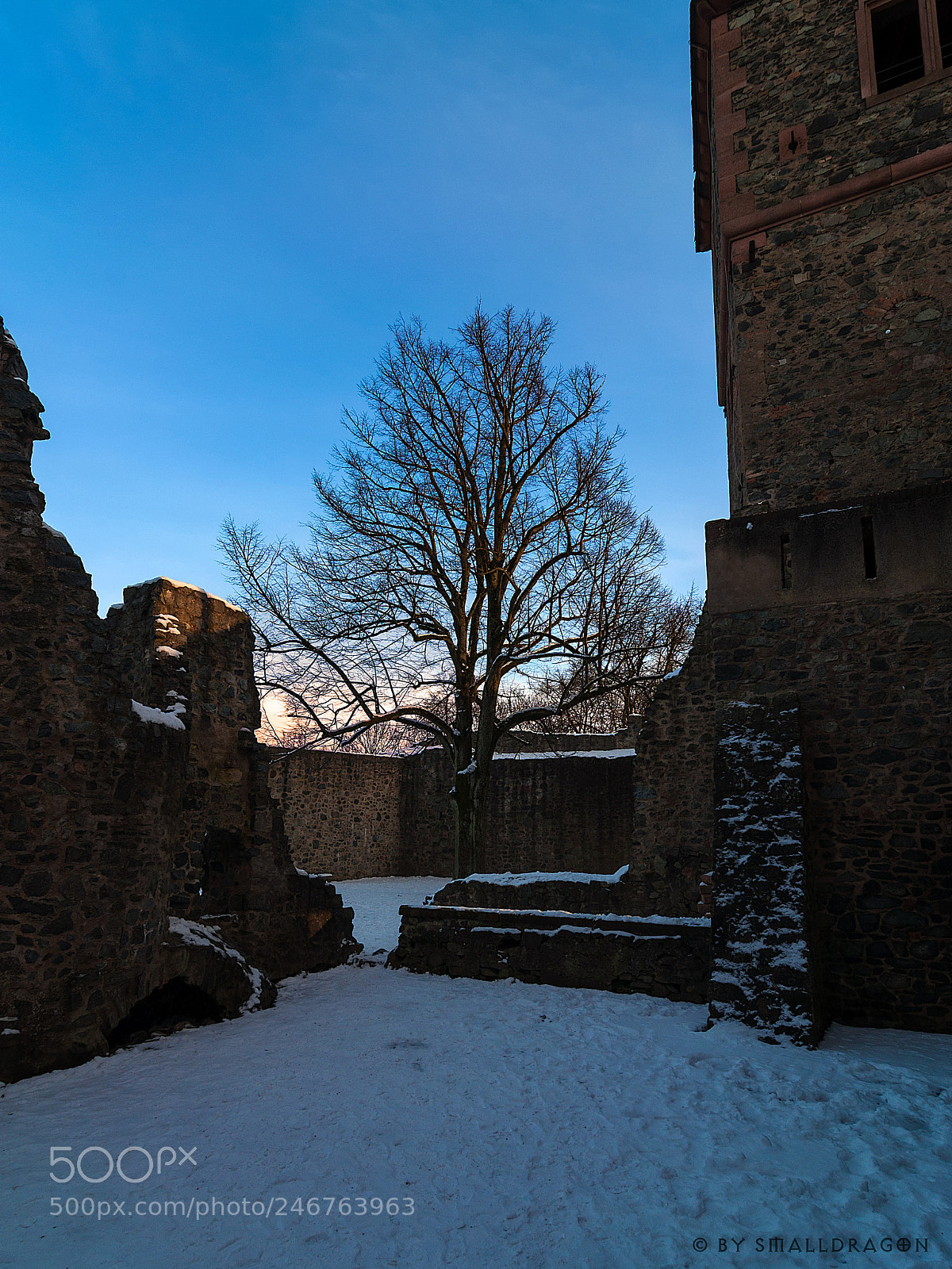 Nikon D5000 sample photo. Frankenstein's tree photography