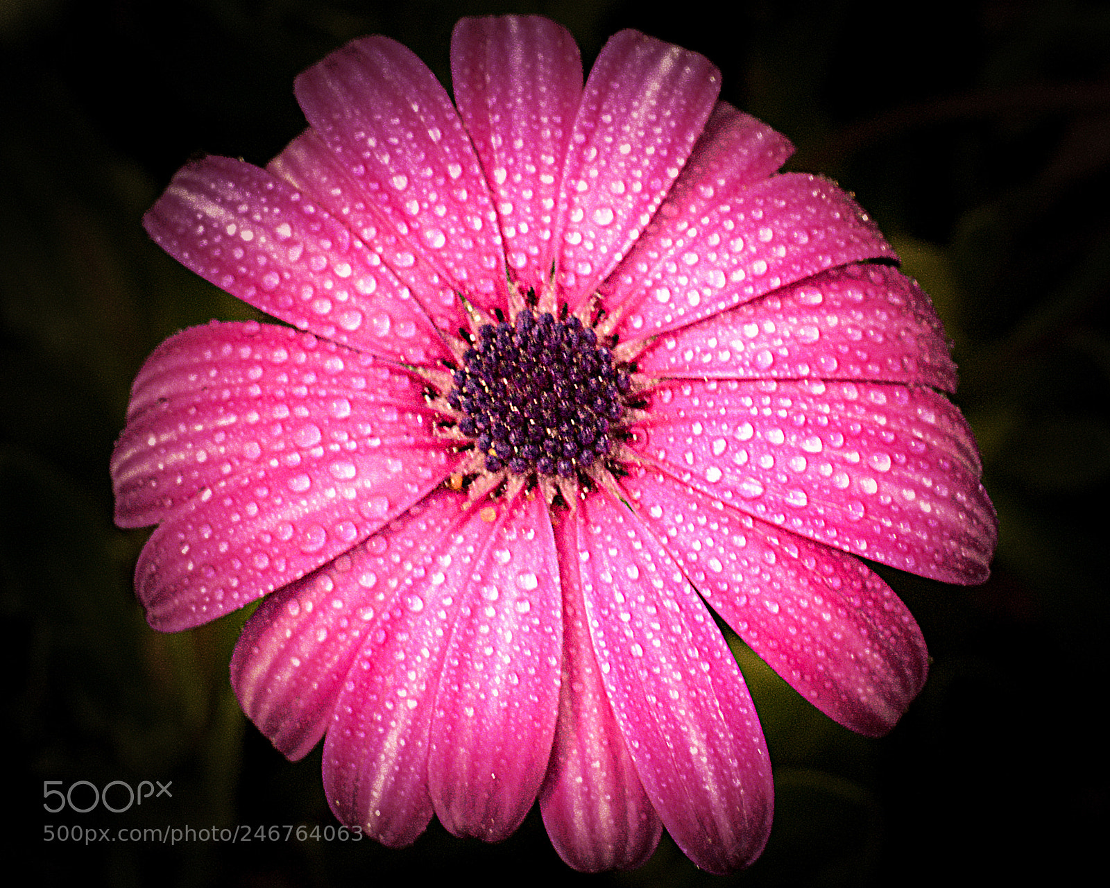 Nikon D5200 sample photo. Flower photography